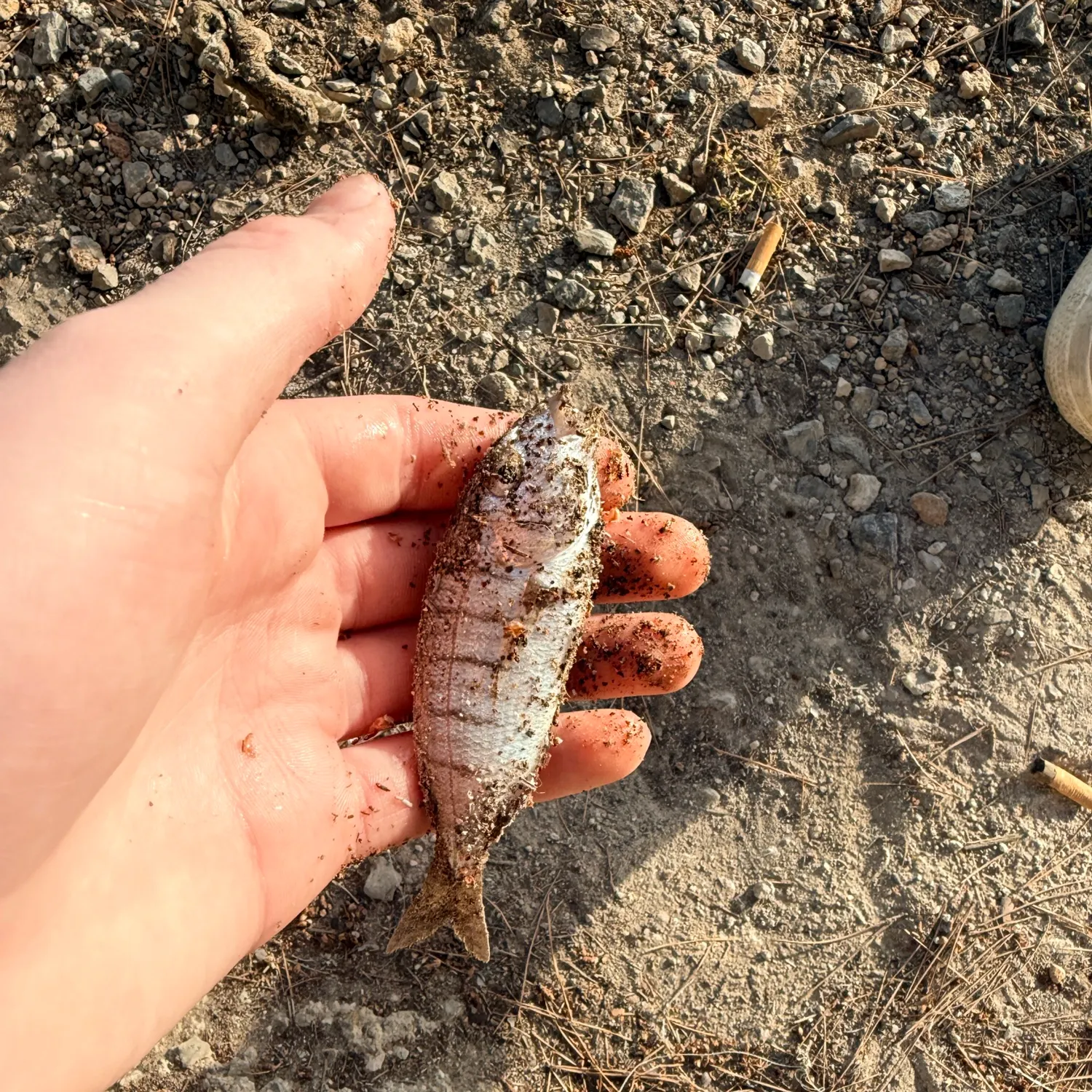 The most recent Striped seabream catches on Fishbrain