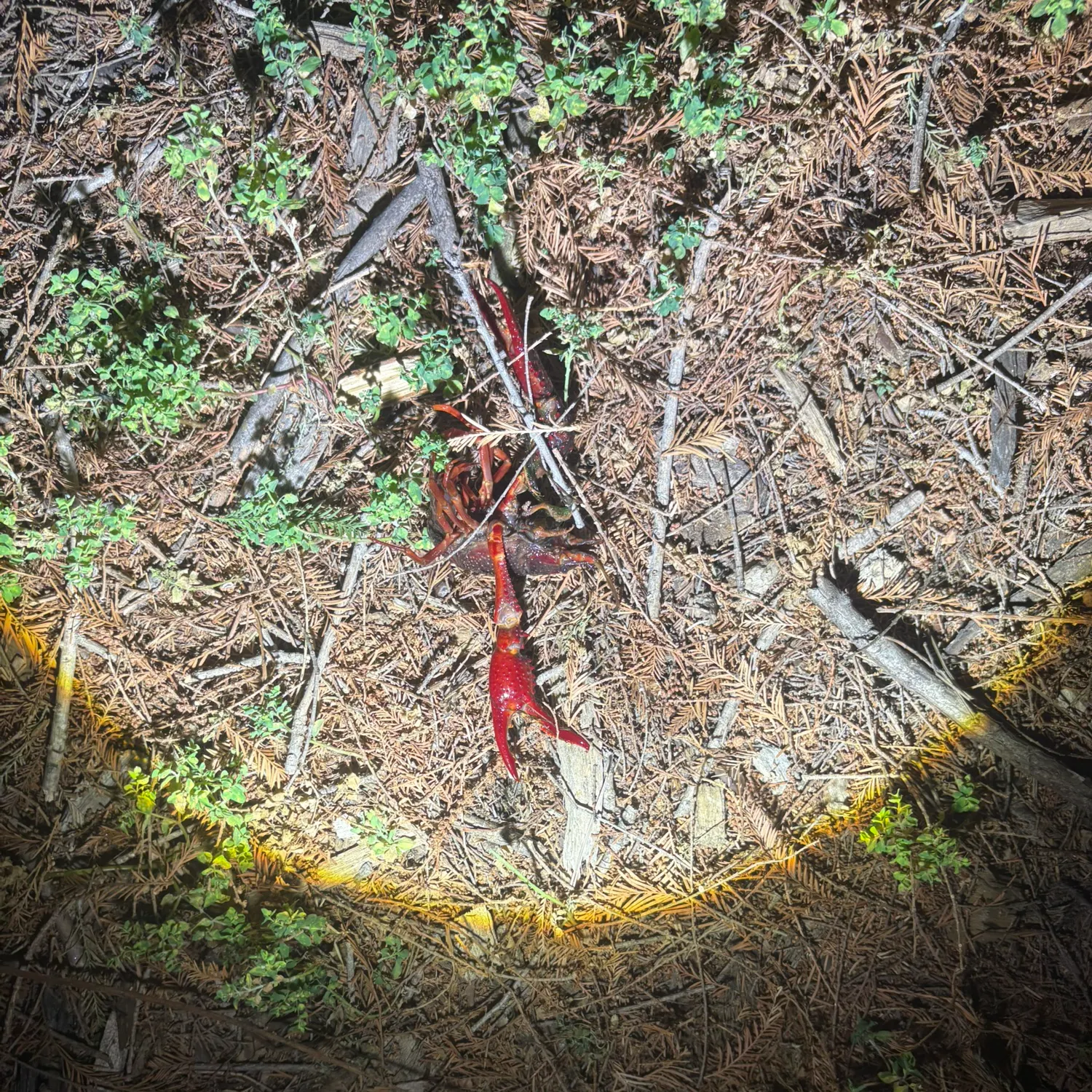 The most recent Red swamp crayfish catches on Fishbrain
