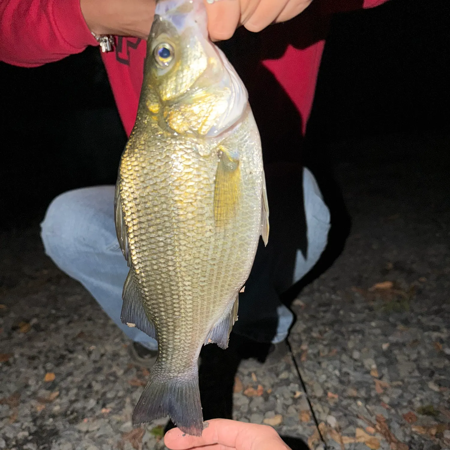 White perch caught on Fishbrain