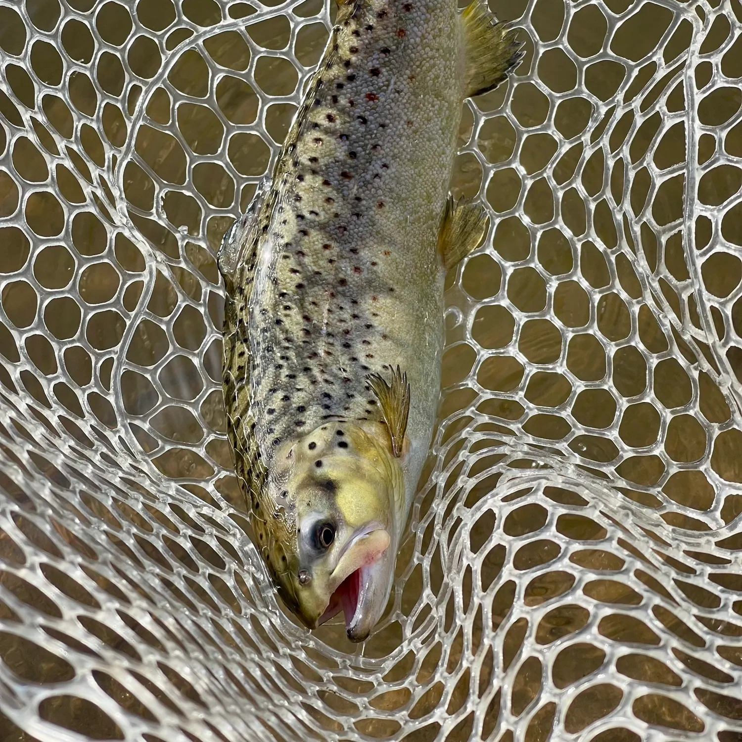 angler catch