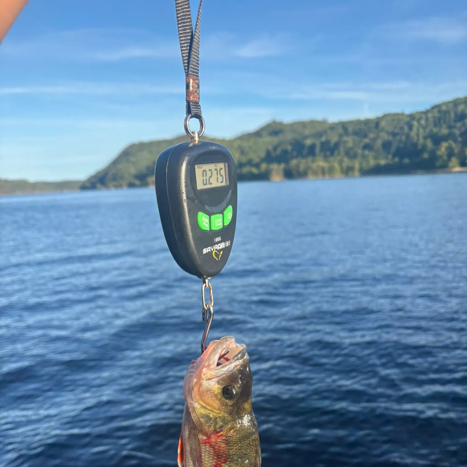 European perch caught on Fishbrain