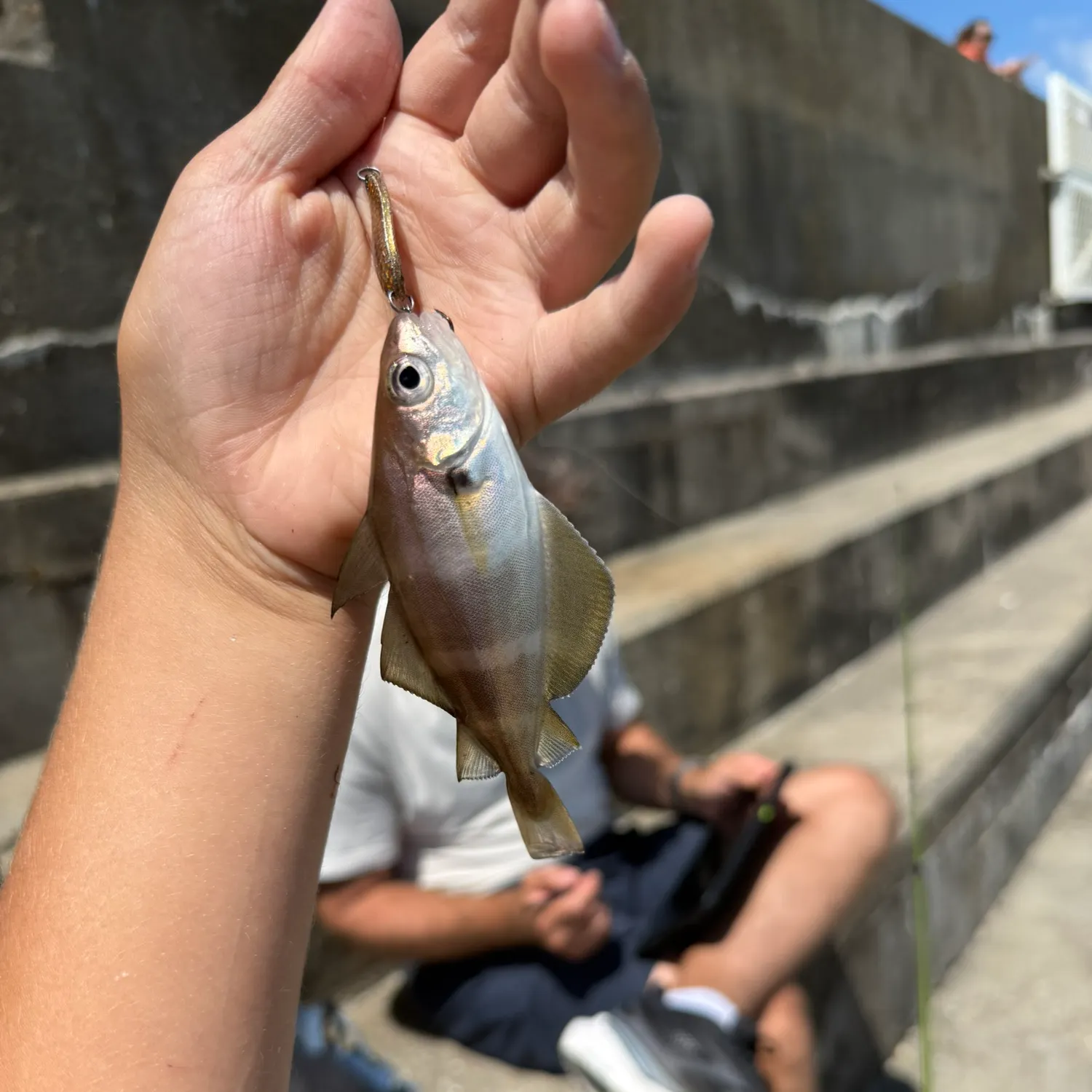 The most recent Pouting catches on Fishbrain