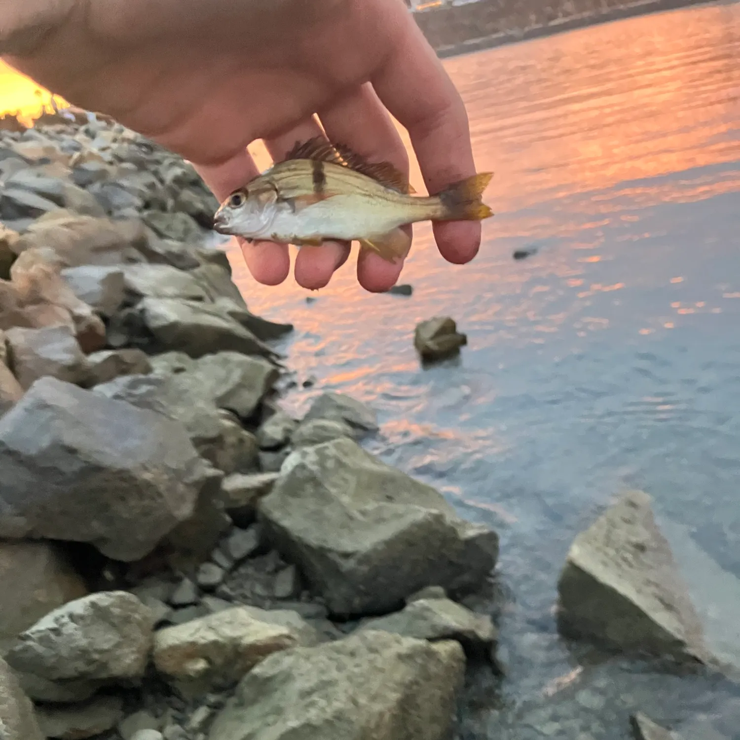 Sargo caught on Fishbrain