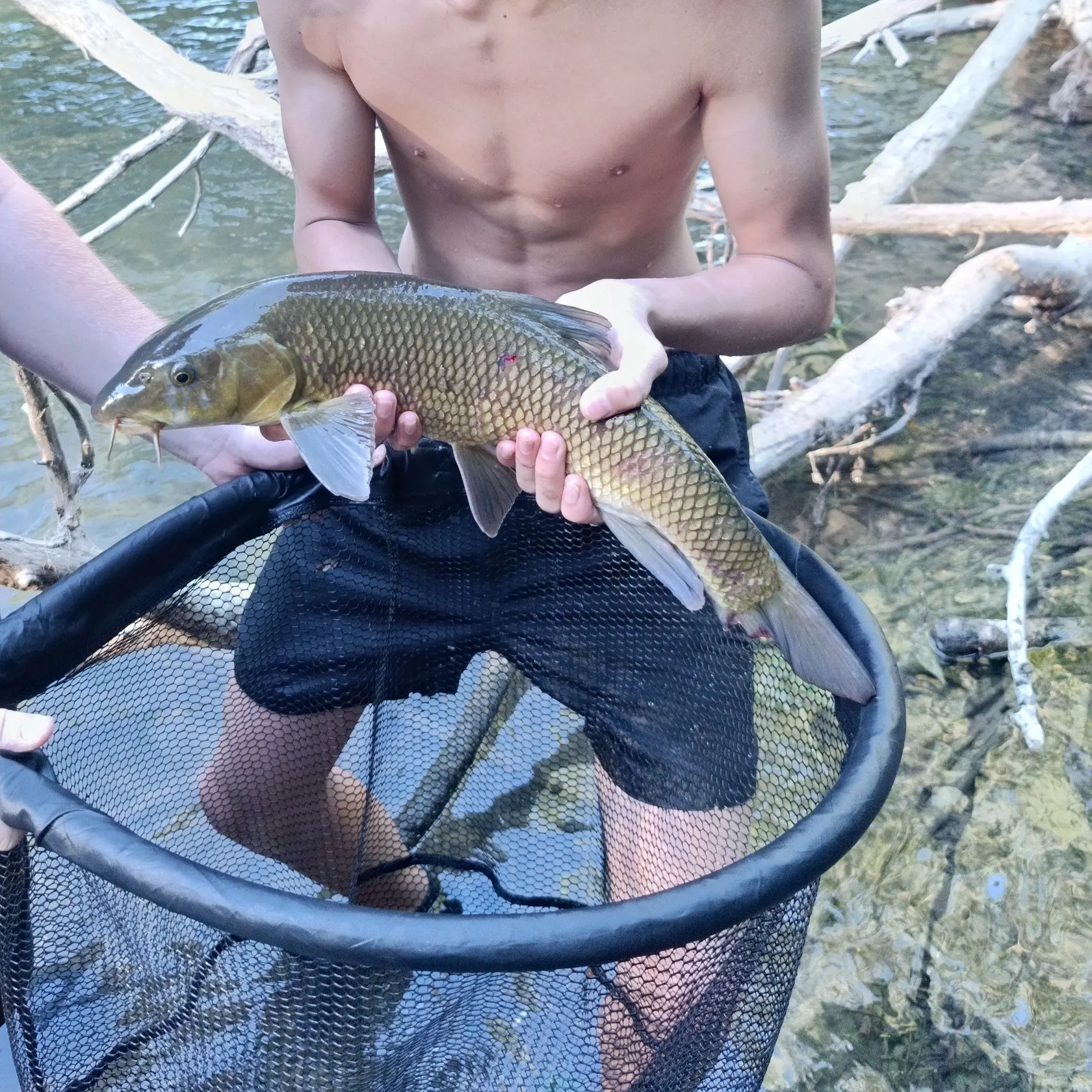 The most recent Common barbel catches on Fishbrain