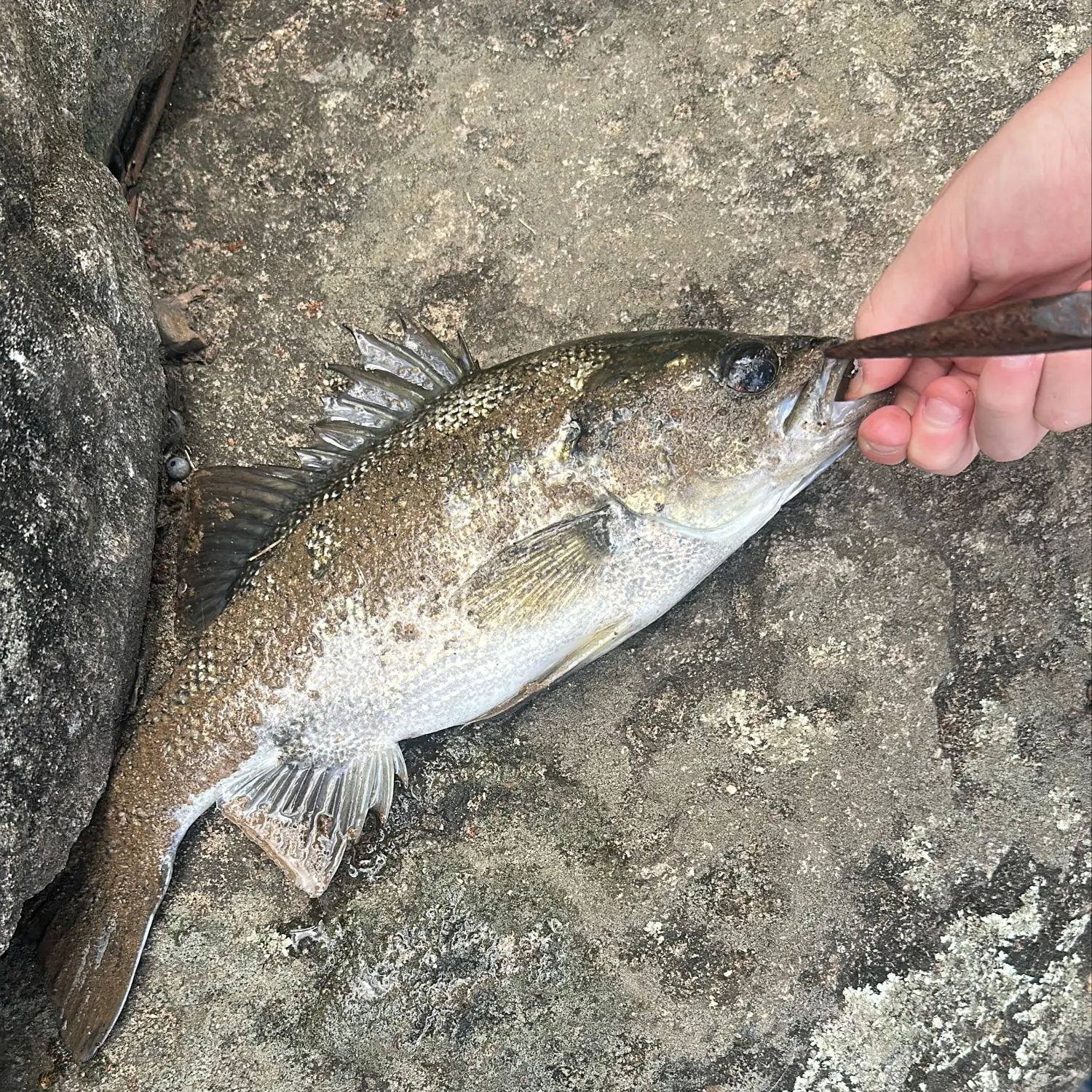 Australian bass caught on Fishbrain