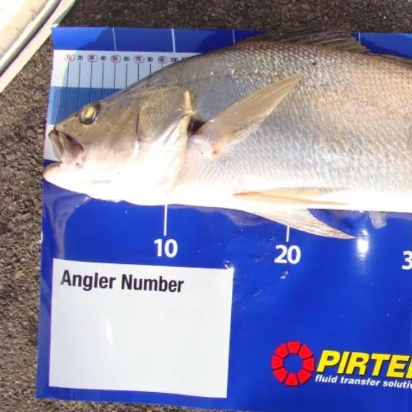 The most recent Japanese meagre catches on Fishbrain