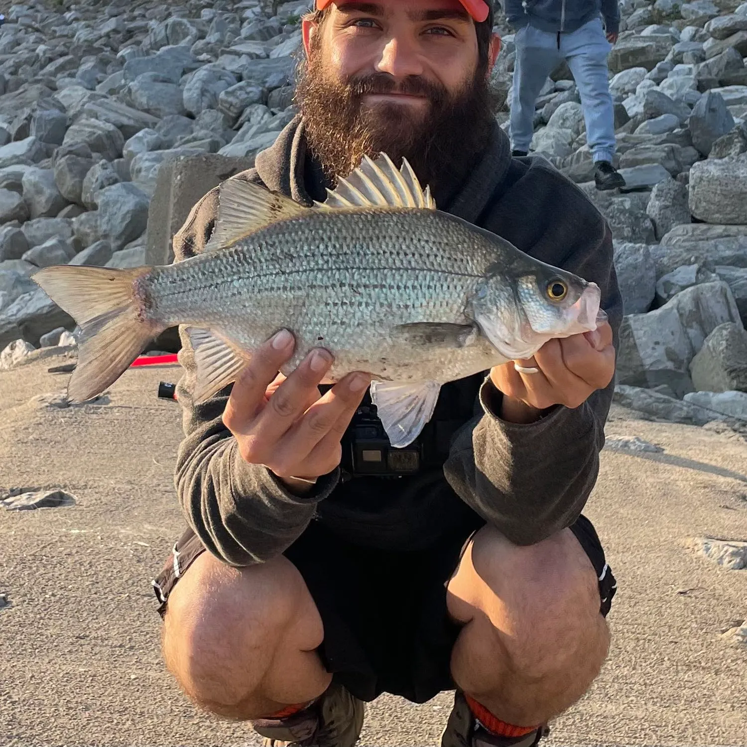 The most popular recent White bass catch on Fishbrain