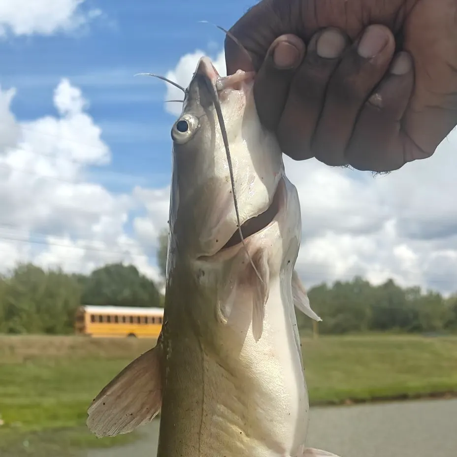 Channel catfish caught on Fishbrain