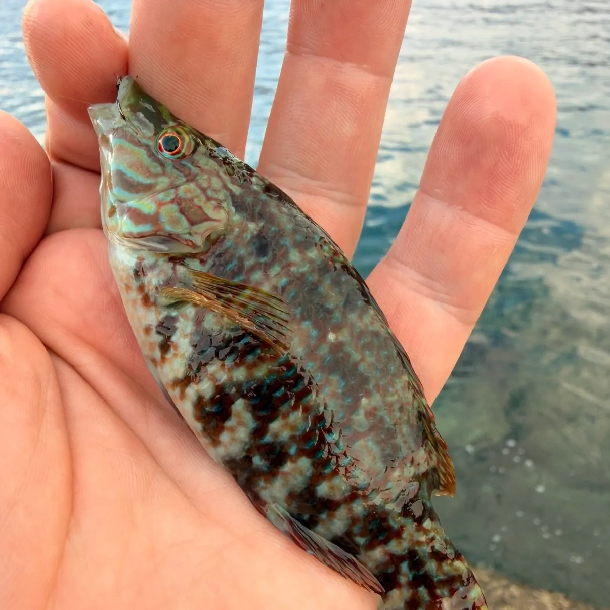 Five-spotted wrasse caught on Fishbrain