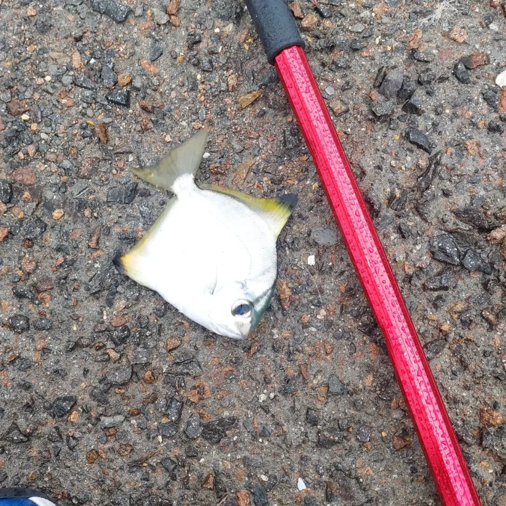 The most recent Silver moony catches on Fishbrain