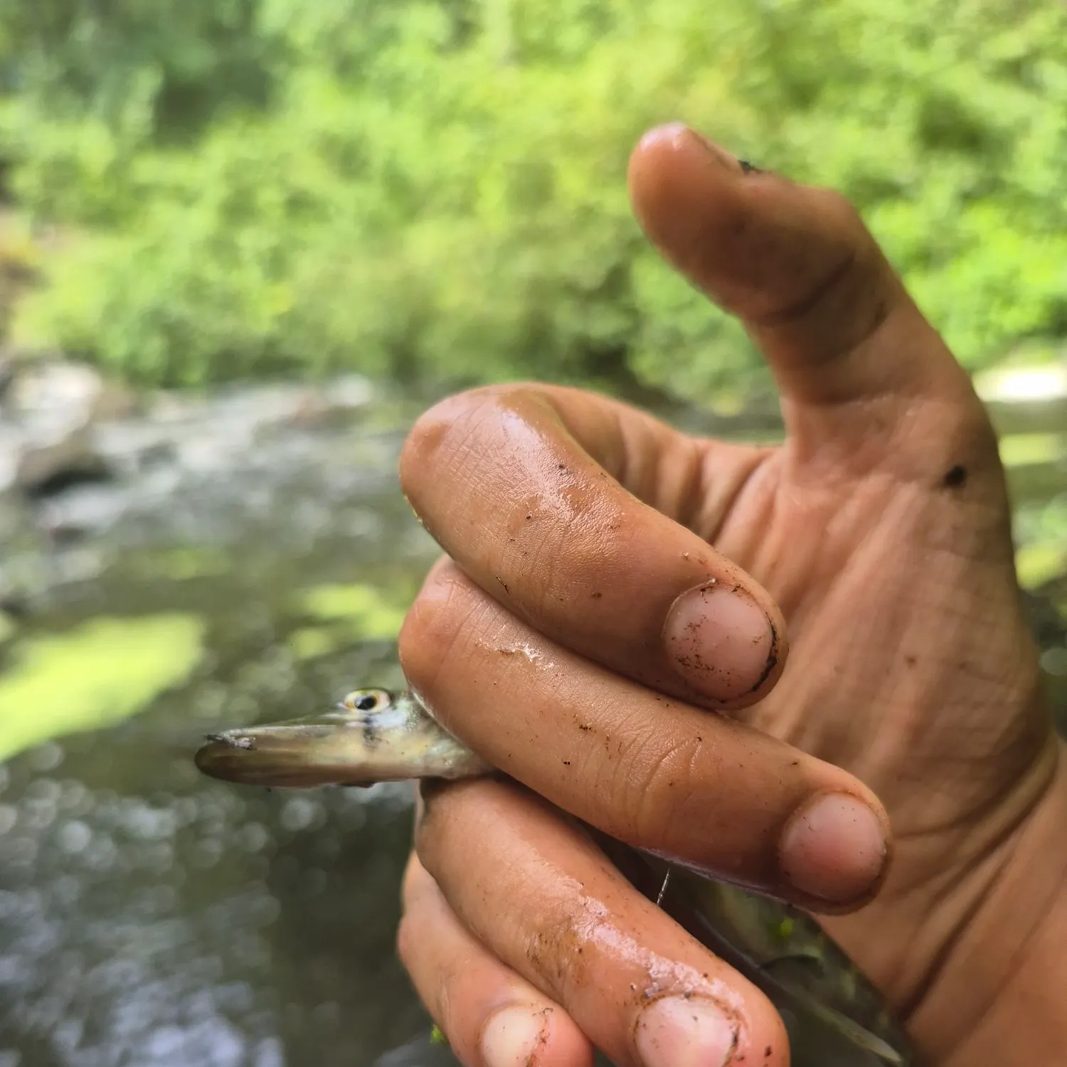 Chain pickerel caught on Fishbrain