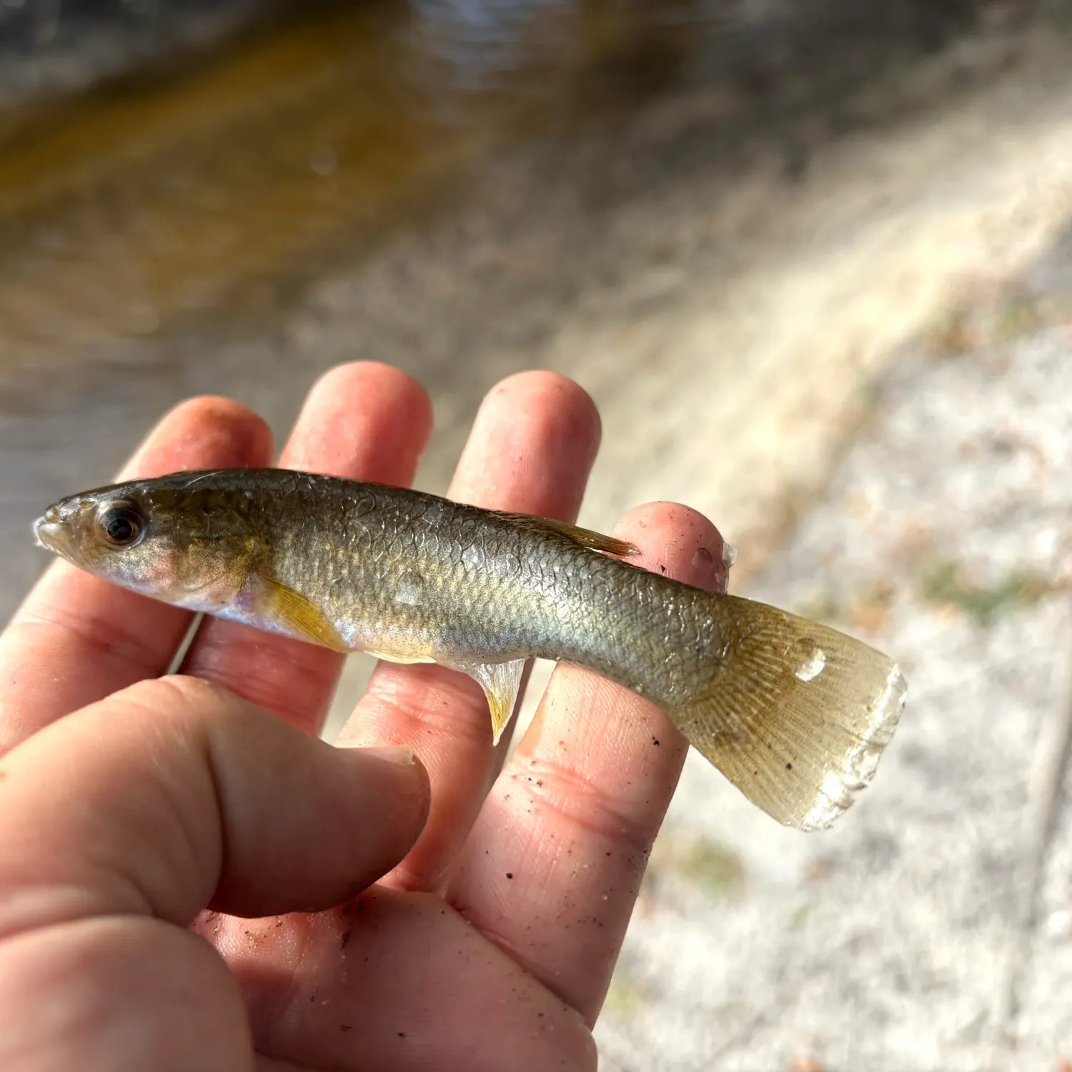 The most recent Gulf killifish catches on Fishbrain