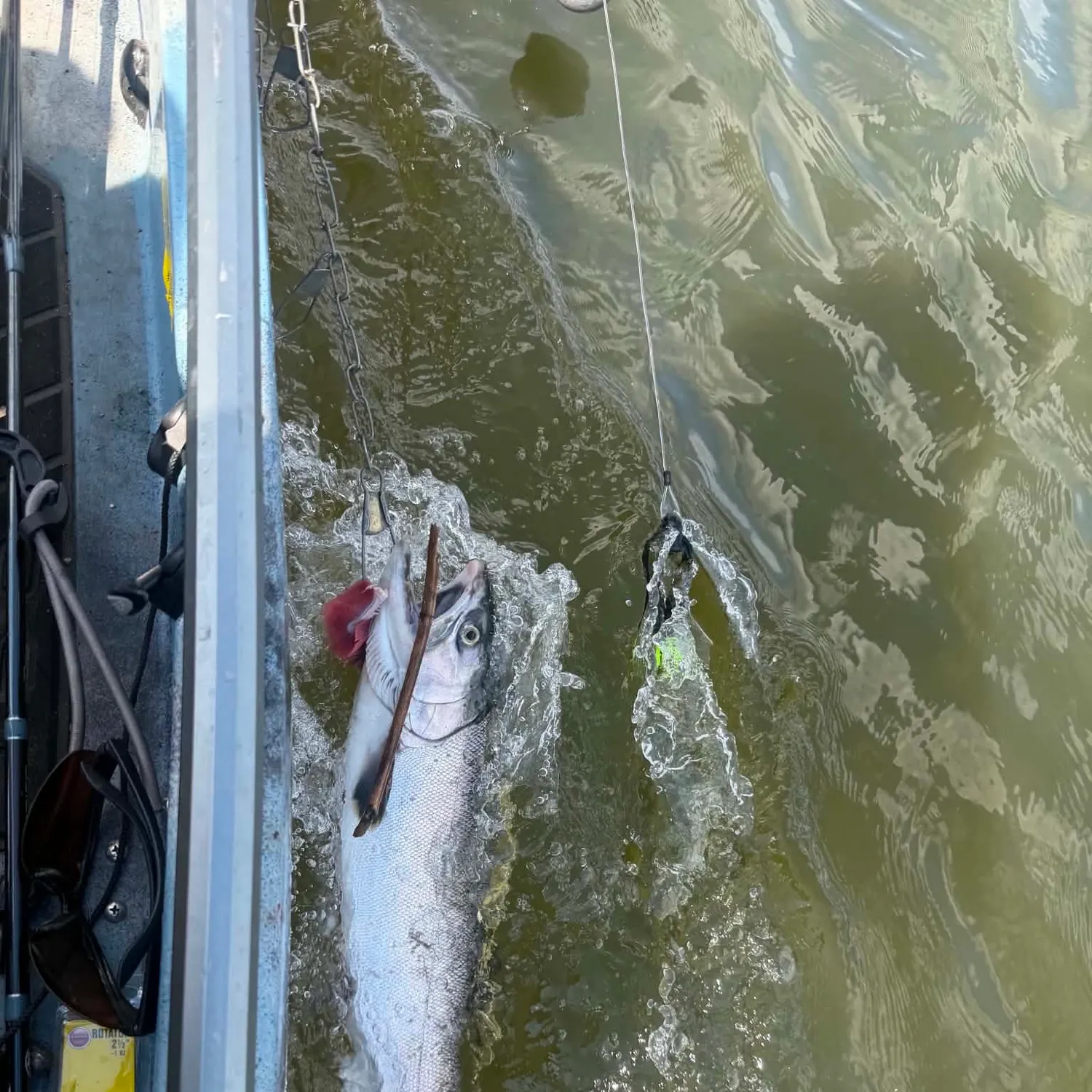 Coho salmon caught on Fishbrain