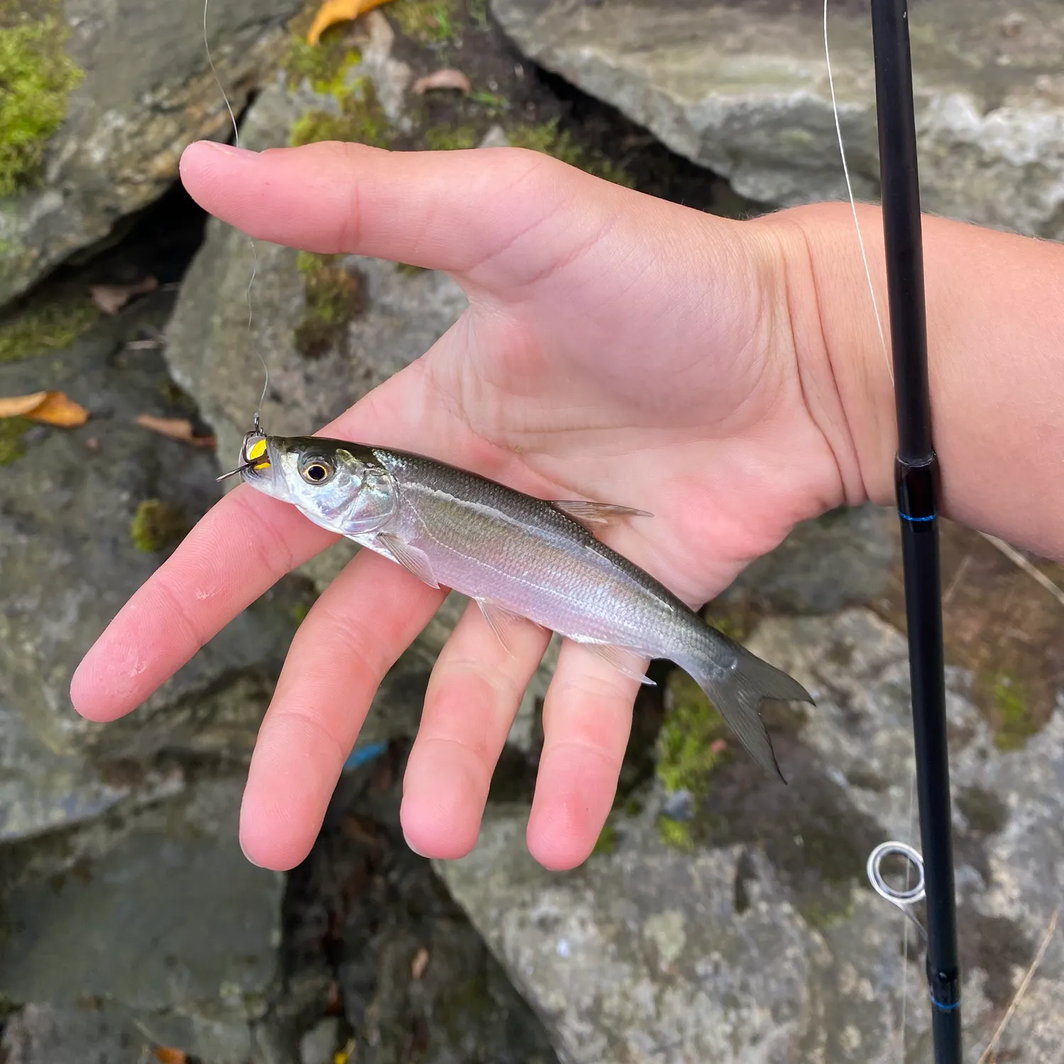Common bleak caught on Fishbrain