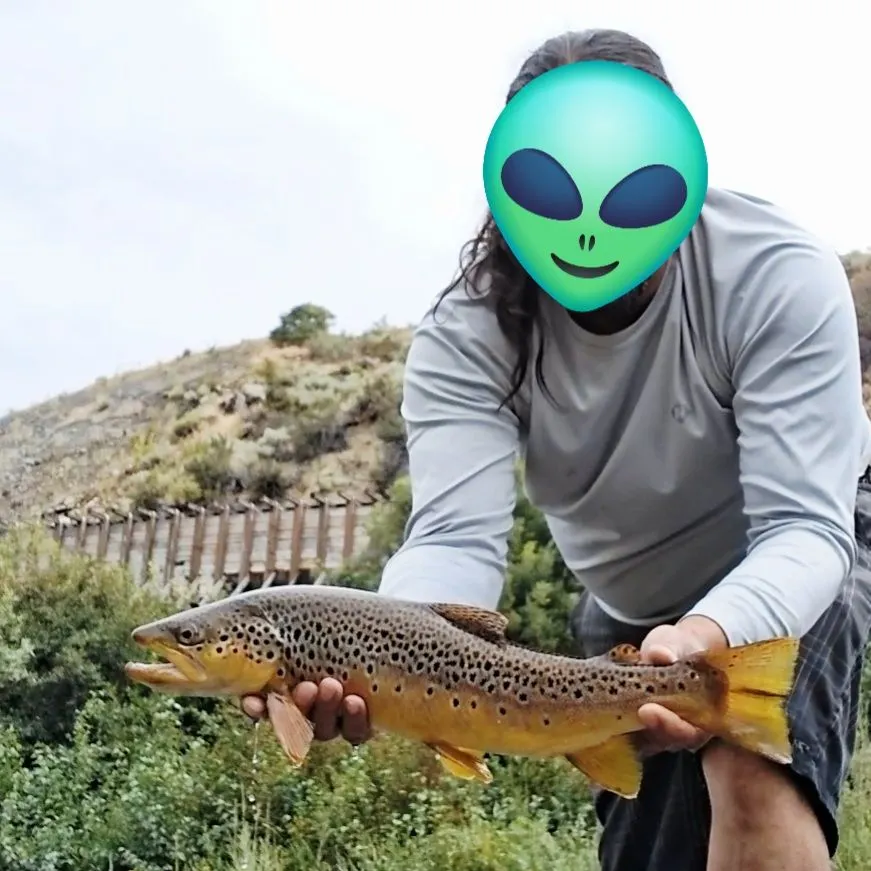 Brown trout caught on Fishbrain