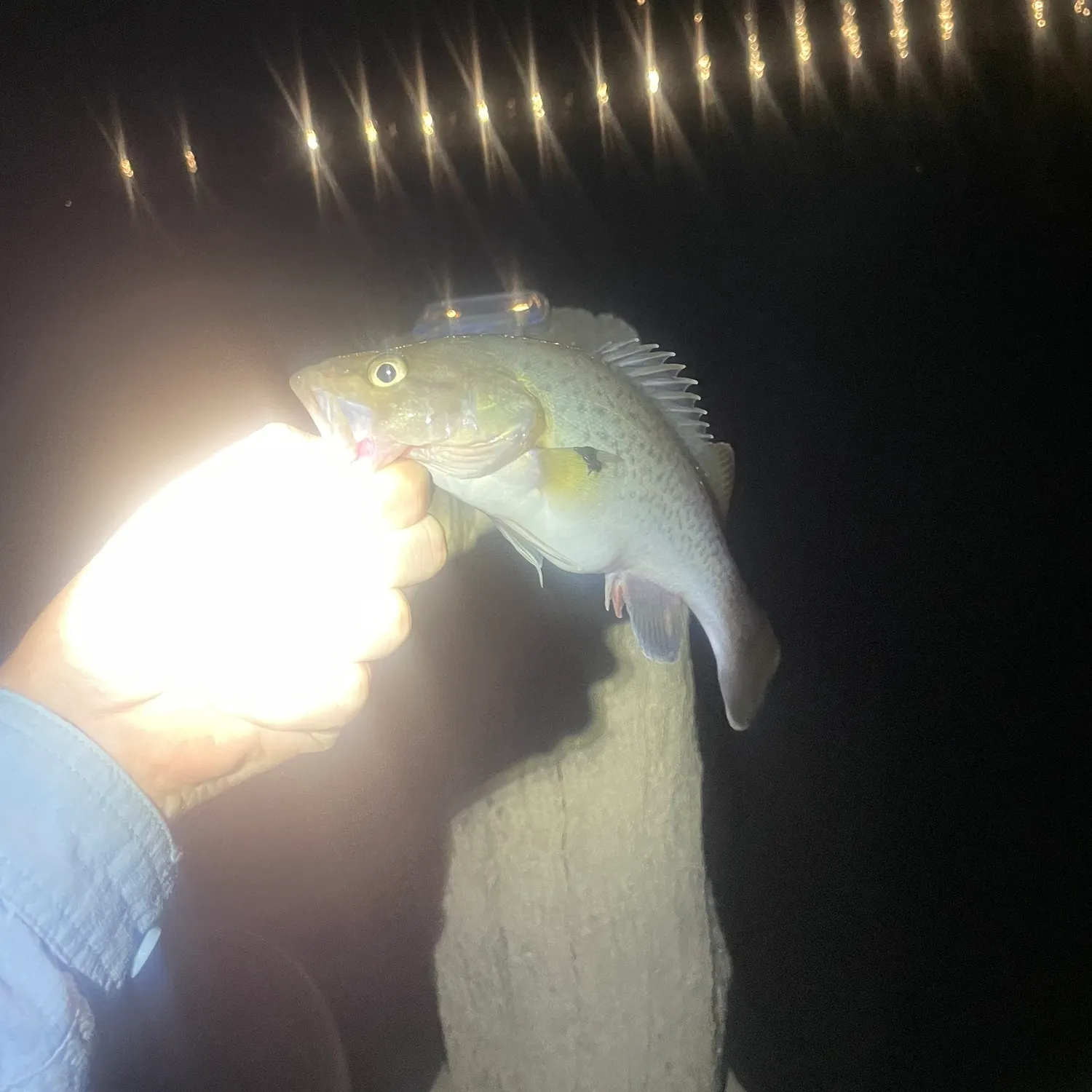 The most recent Trout cod catches on Fishbrain