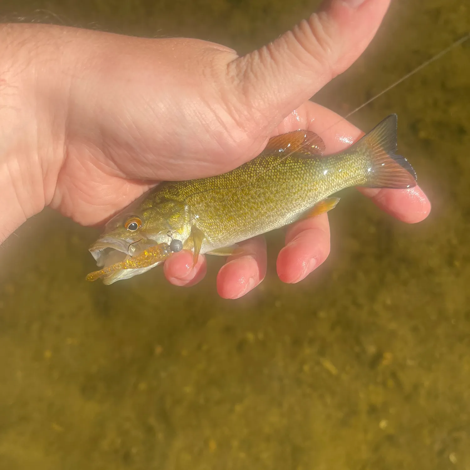 Smallmouth bass caught on Fishbrain