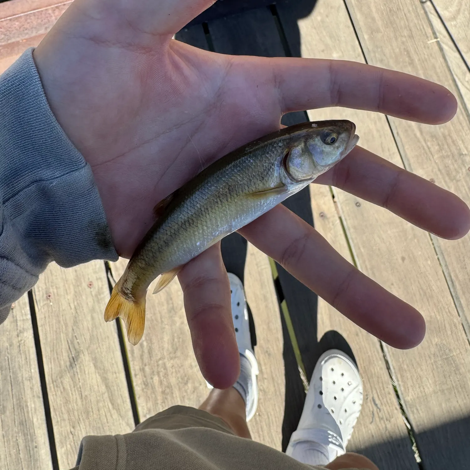 Creek chub caught on Fishbrain