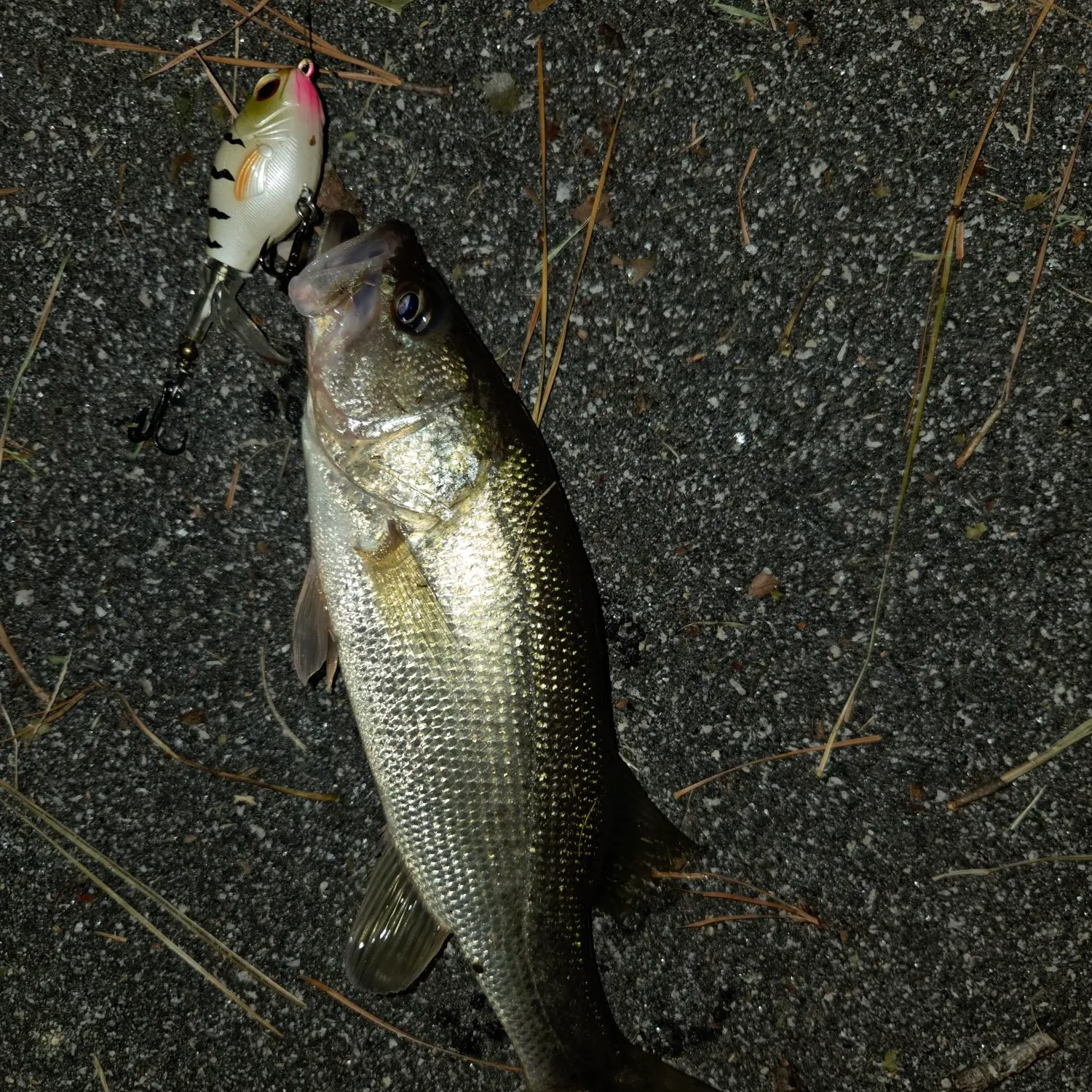 Largemouth bass caught on Fishbrain
