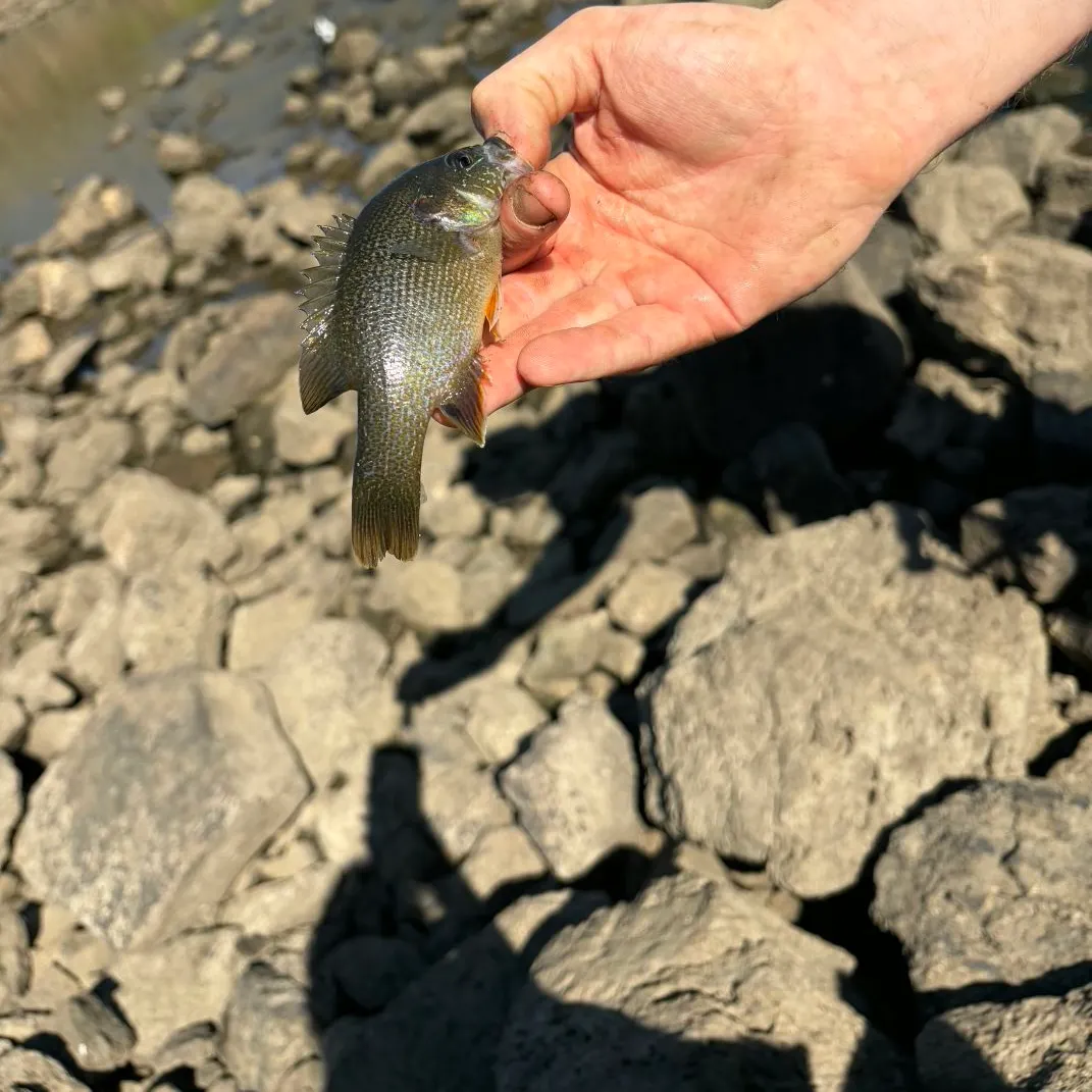 Green sunfish caught on Fishbrain