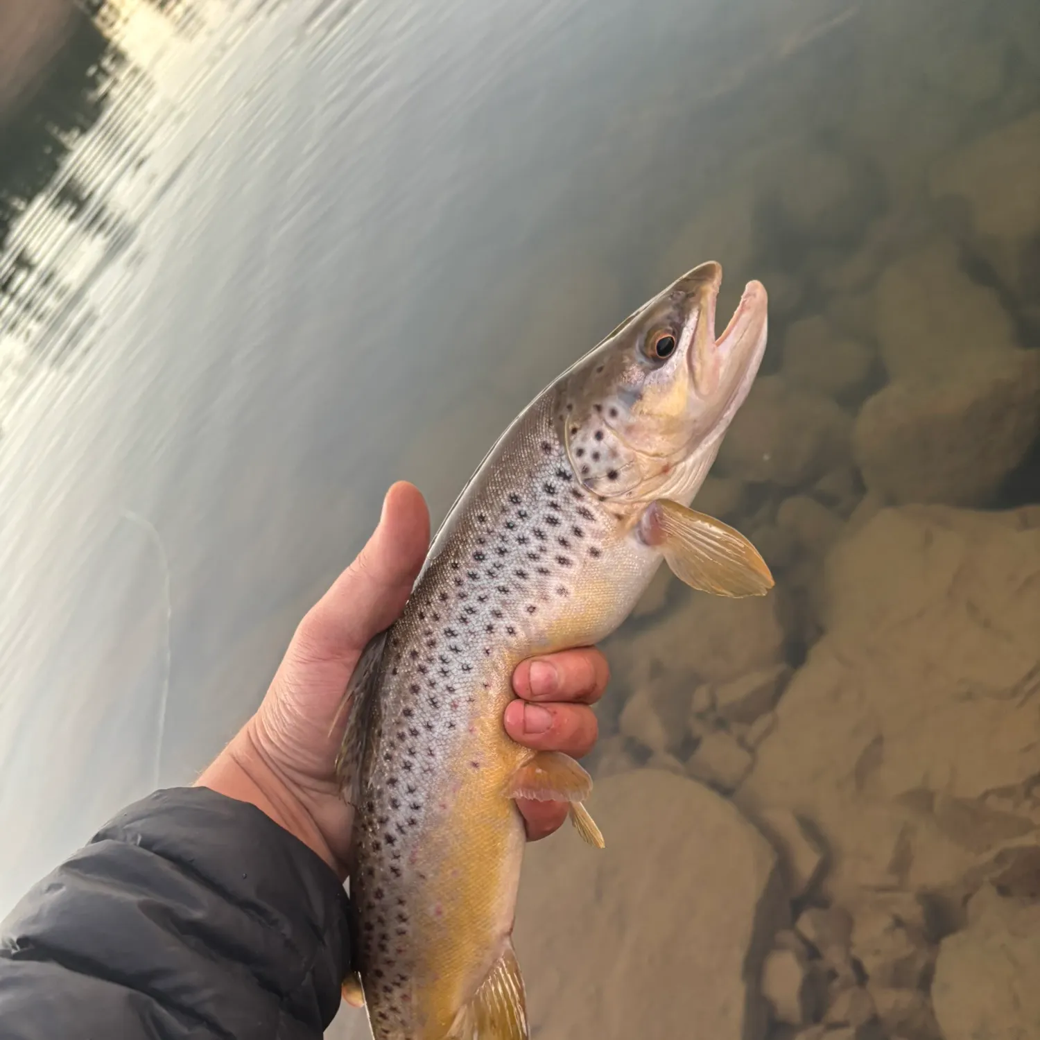 The most recent Brown trout catches on Fishbrain