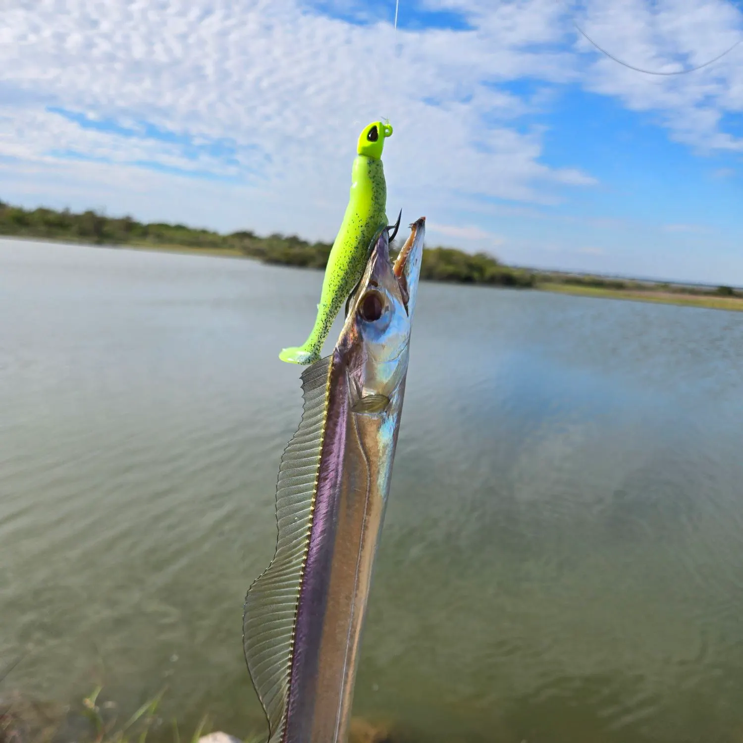 The most recent Silver scabbardfish catches on Fishbrain