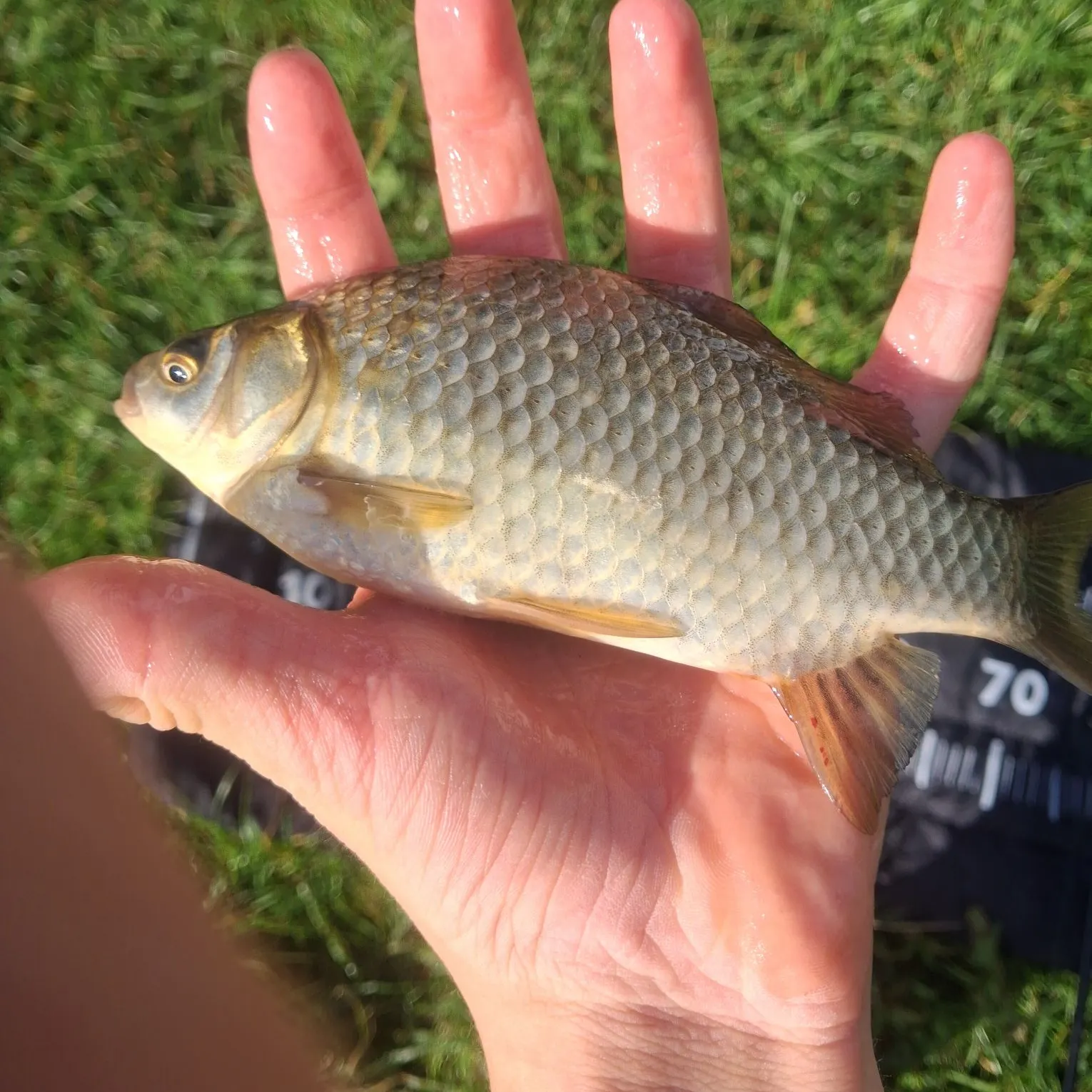 Crucian carp caught on Fishbrain