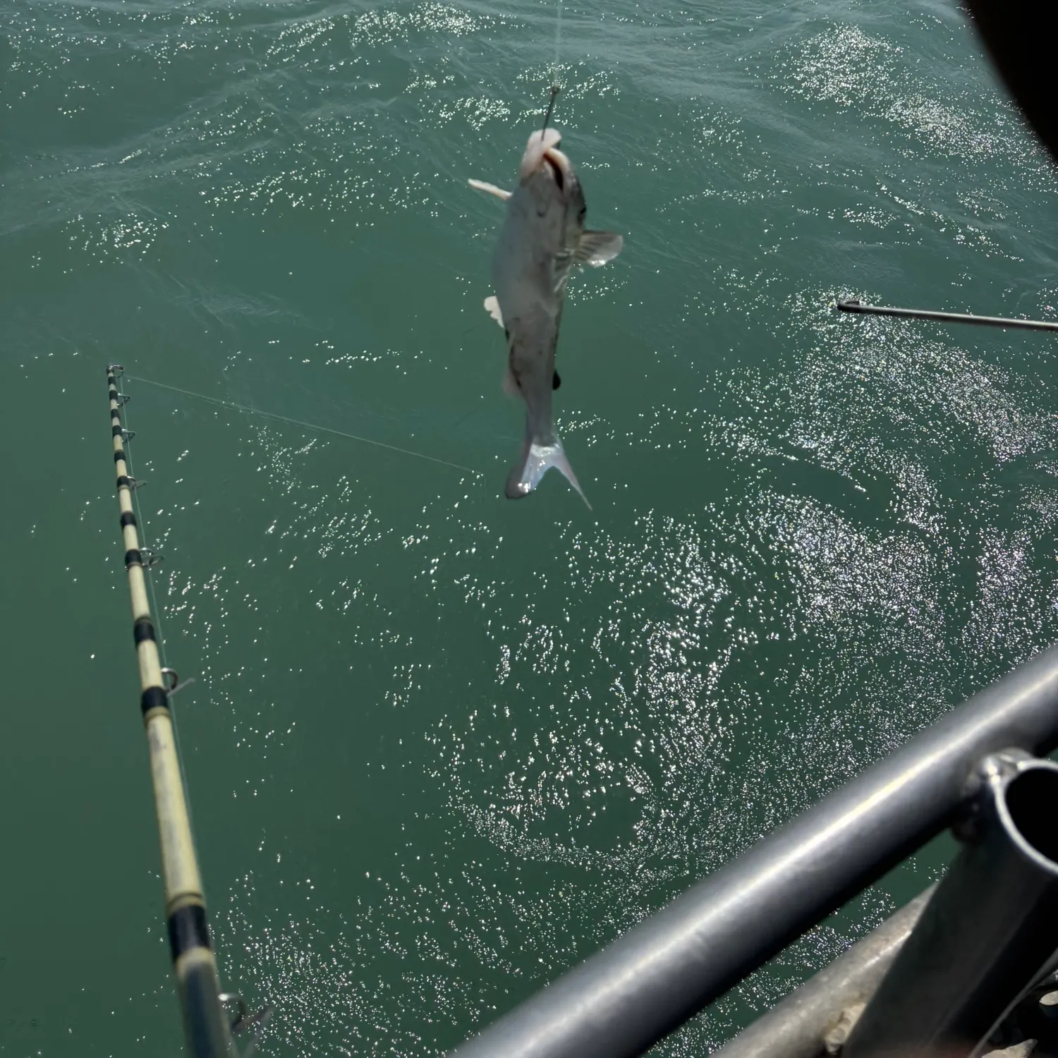 The most recent Hardhead sea catfish catches on Fishbrain