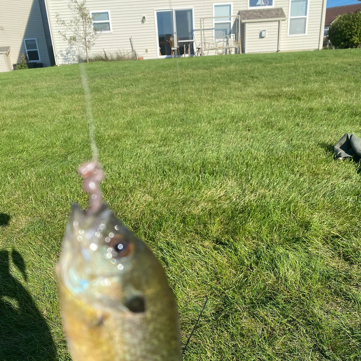 Orangespotted sunfish caught on Fishbrain