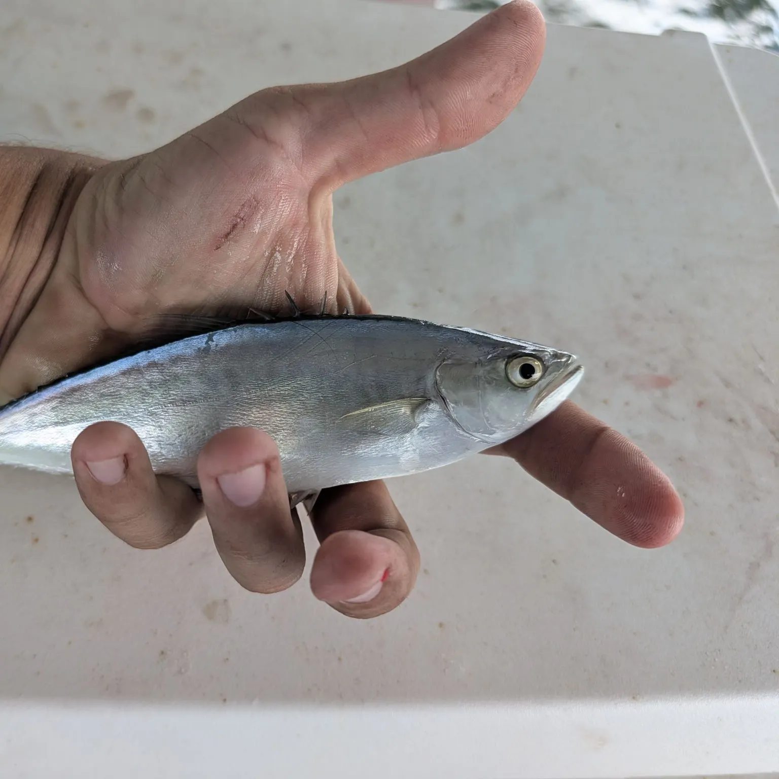 The most recent Leatherjack catches on Fishbrain