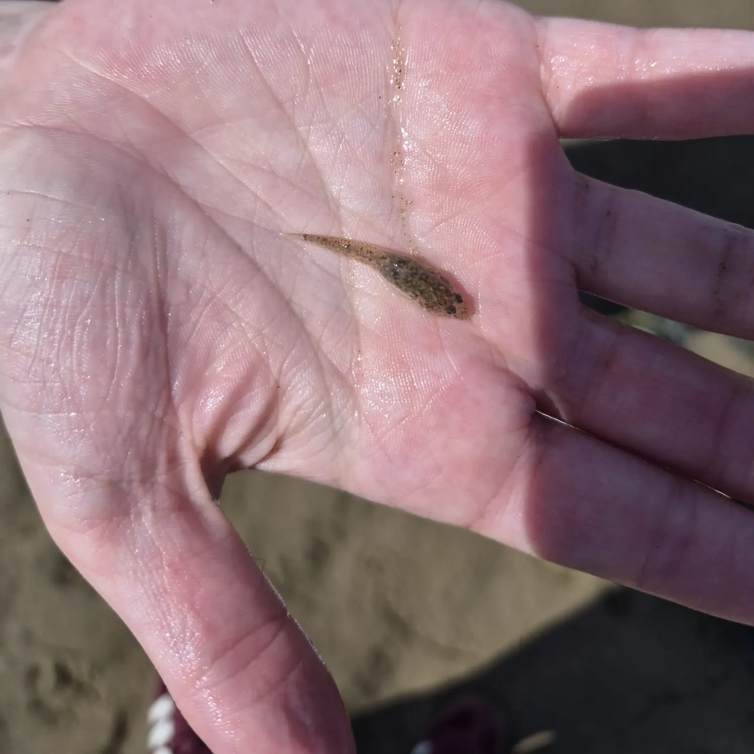 The most recent Common goby catches on Fishbrain