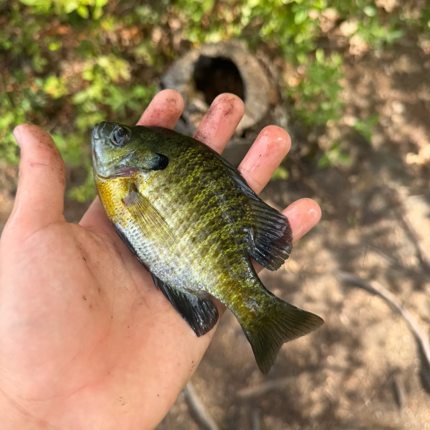 Bluegill caught on Fishbrain