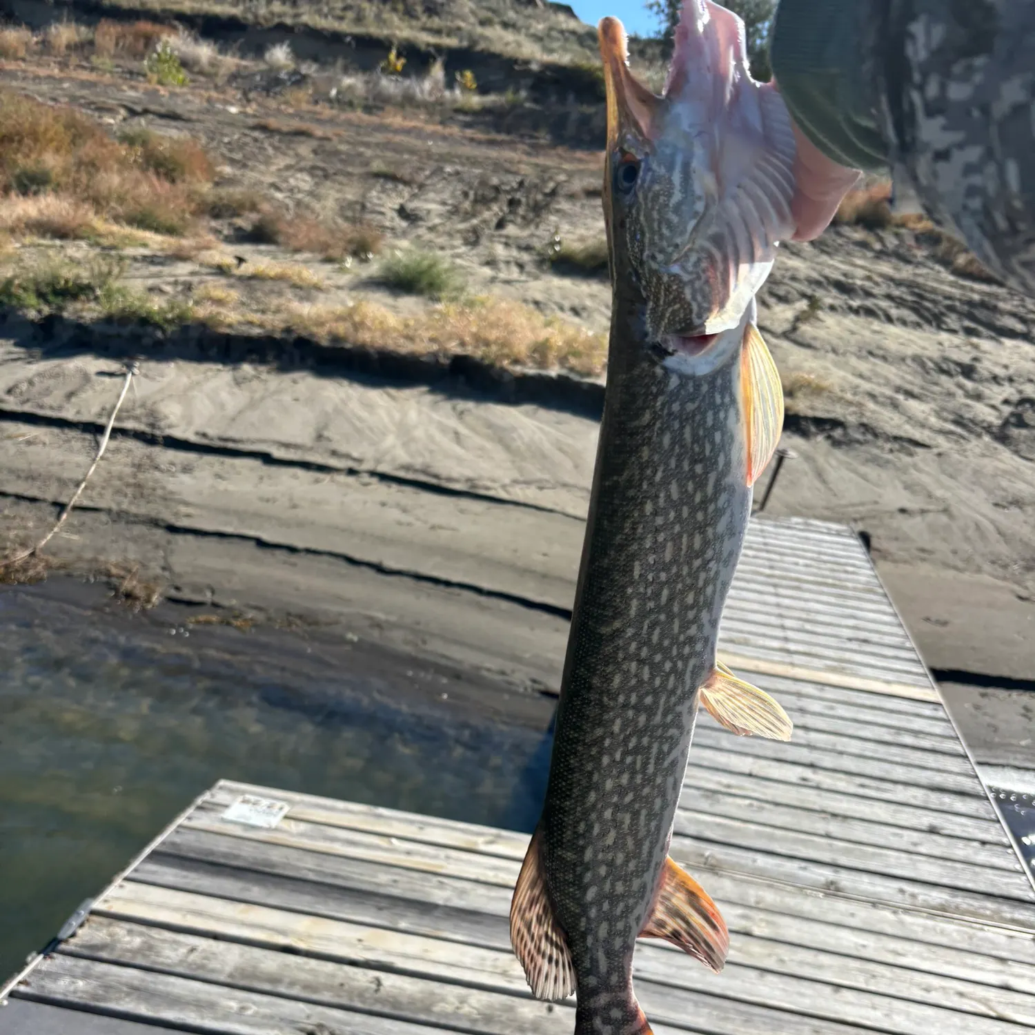Northern pike caught on Fishbrain