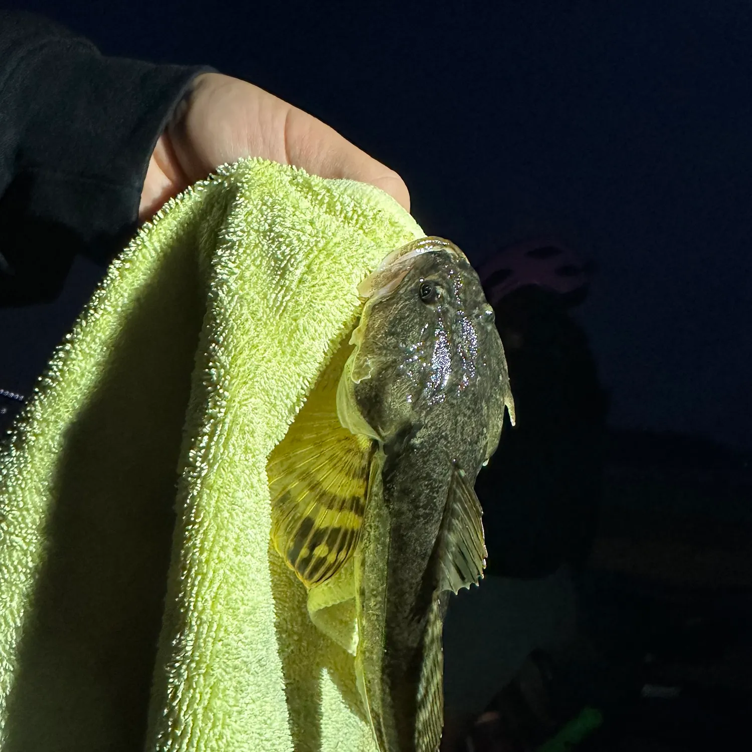 Pacific staghorn sculpin caught on Fishbrain