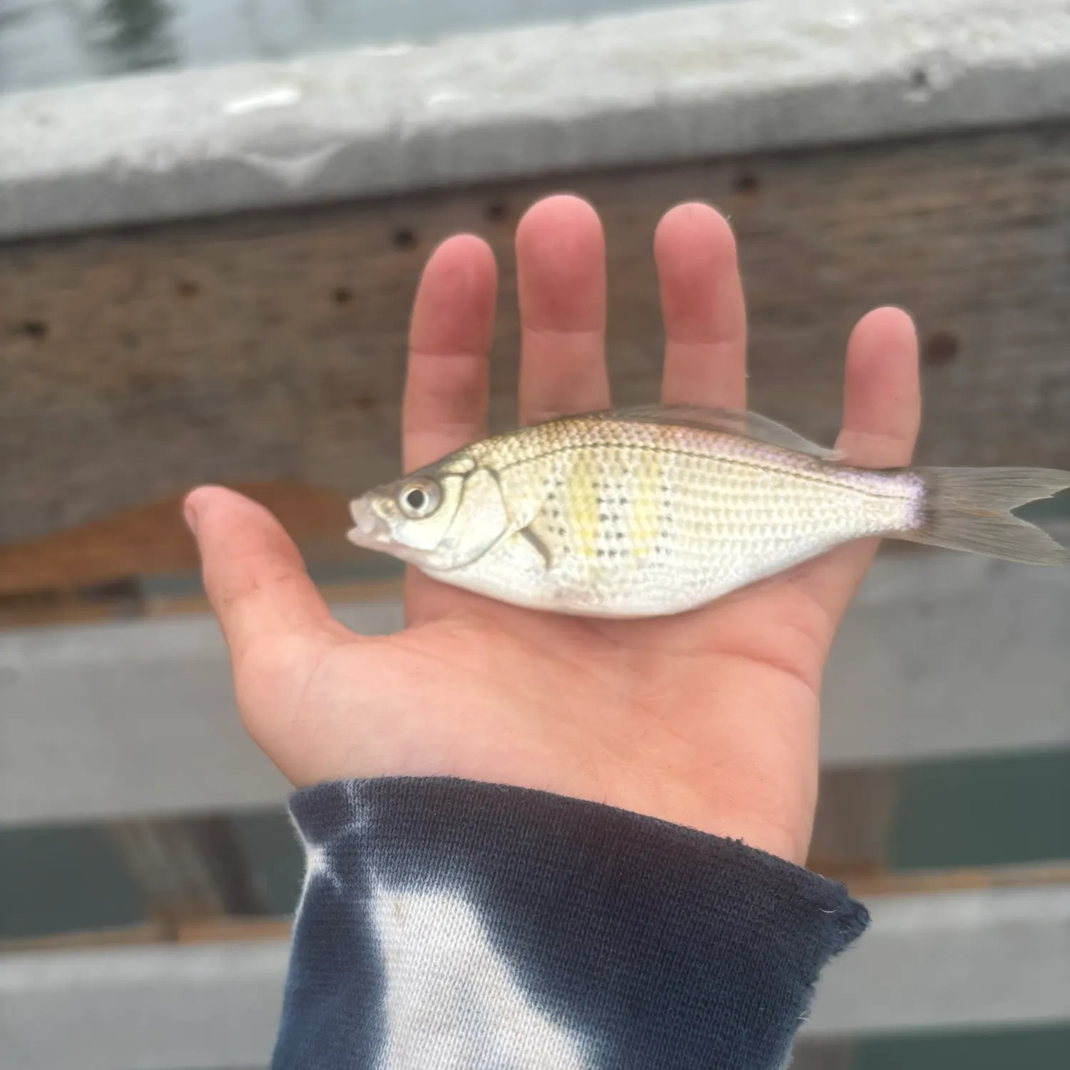 The most recent Shiner perch catches on Fishbrain