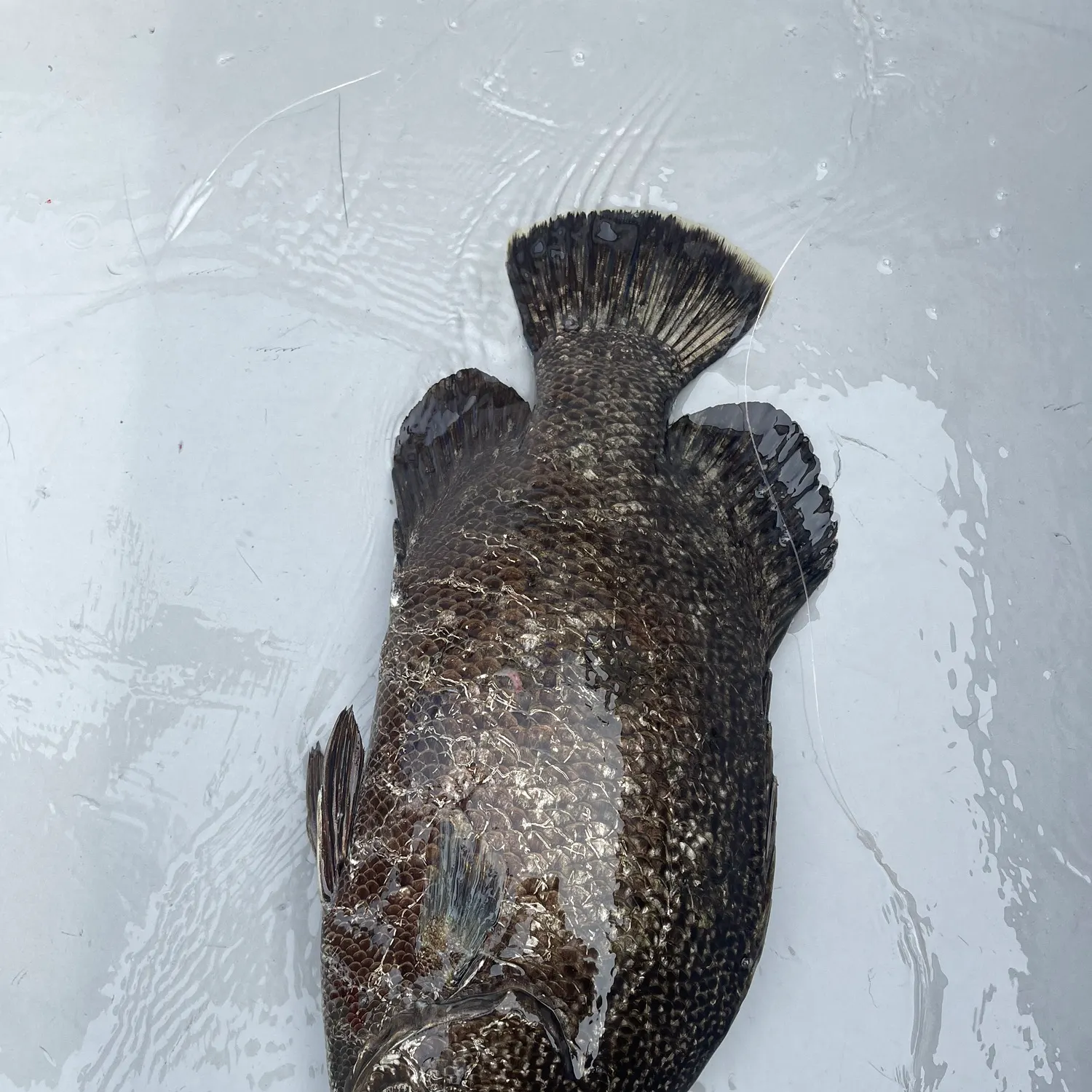 The most recent Atlantic tripletail catches on Fishbrain