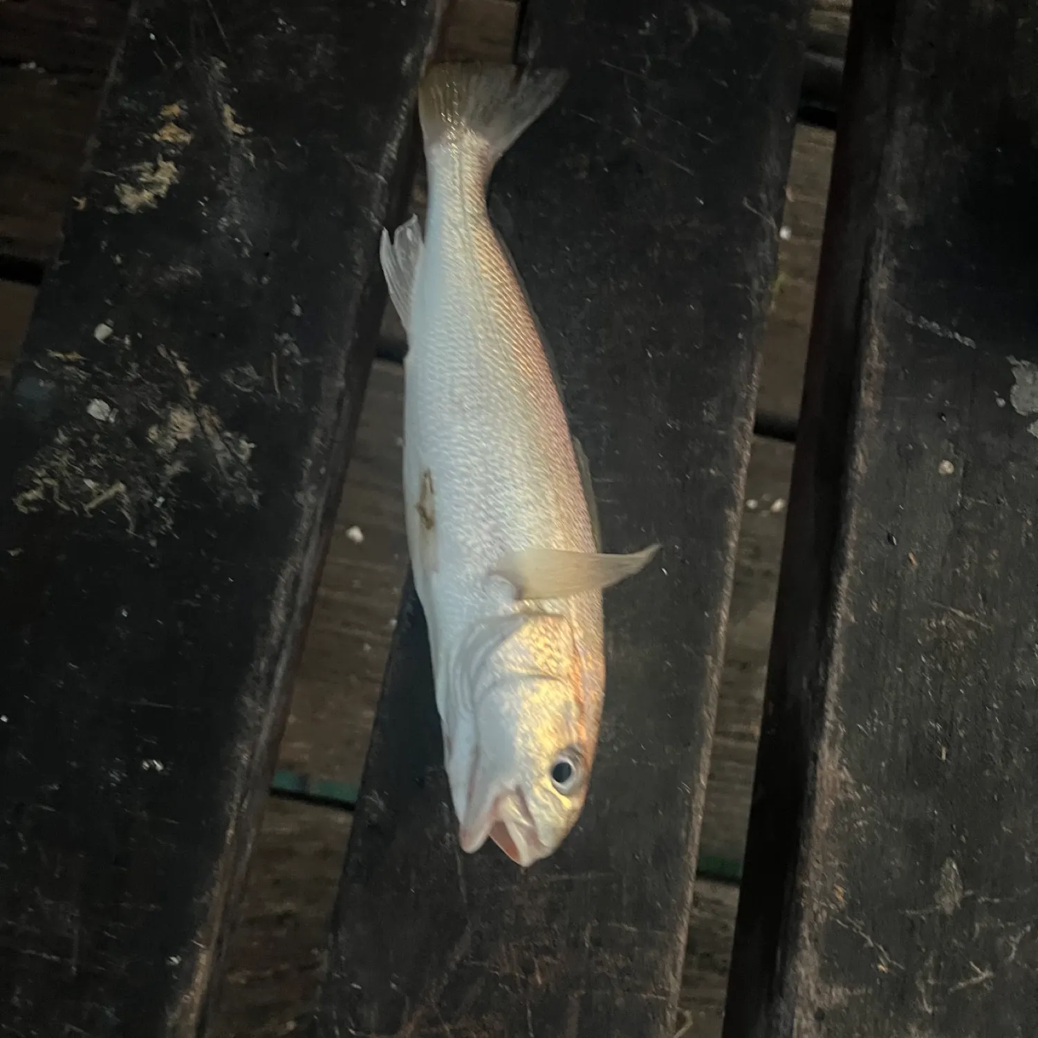 The most recent White croaker catches on Fishbrain
