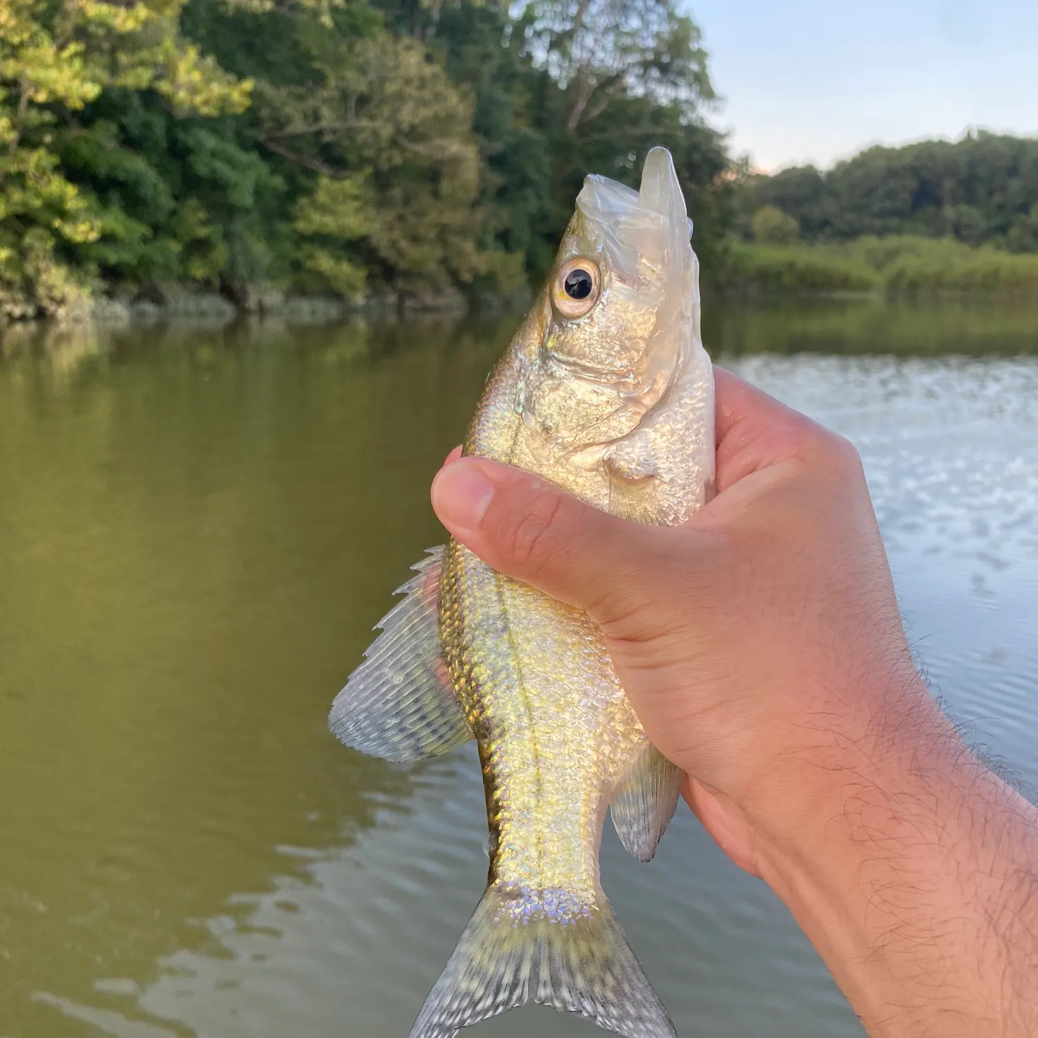 White crappie caught on Fishbrain