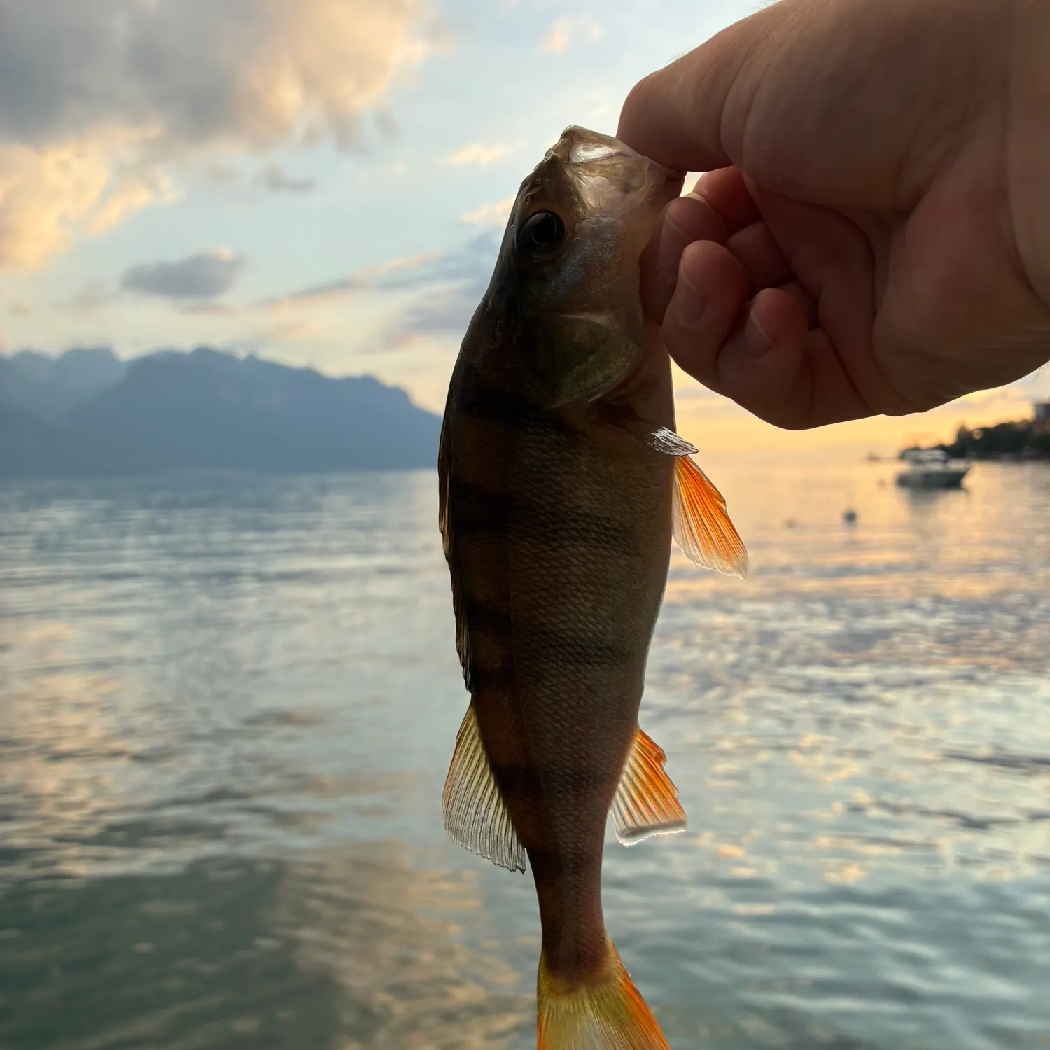 European perch caught on Fishbrain