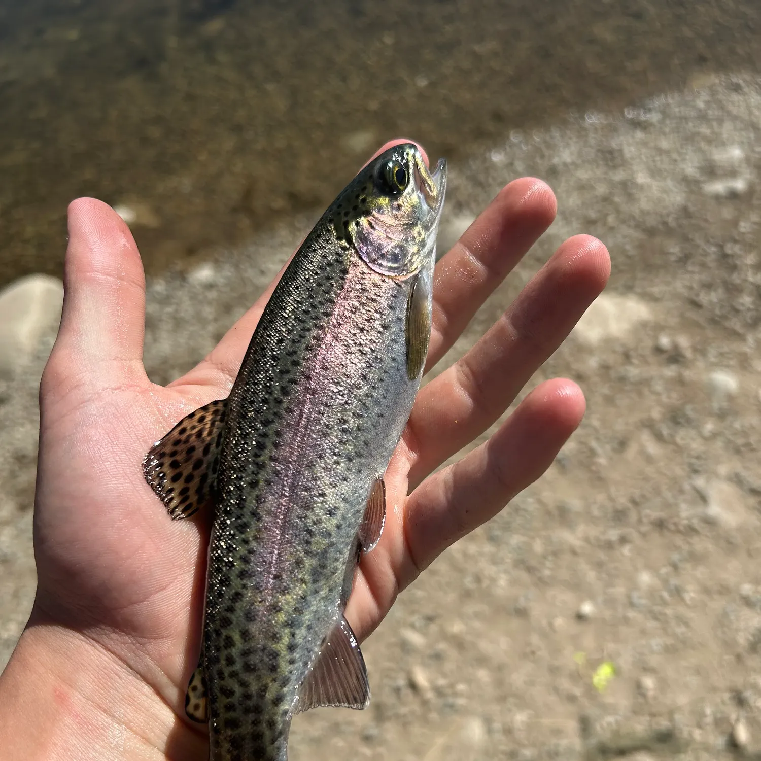 Rainbow trout caught on Fishbrain