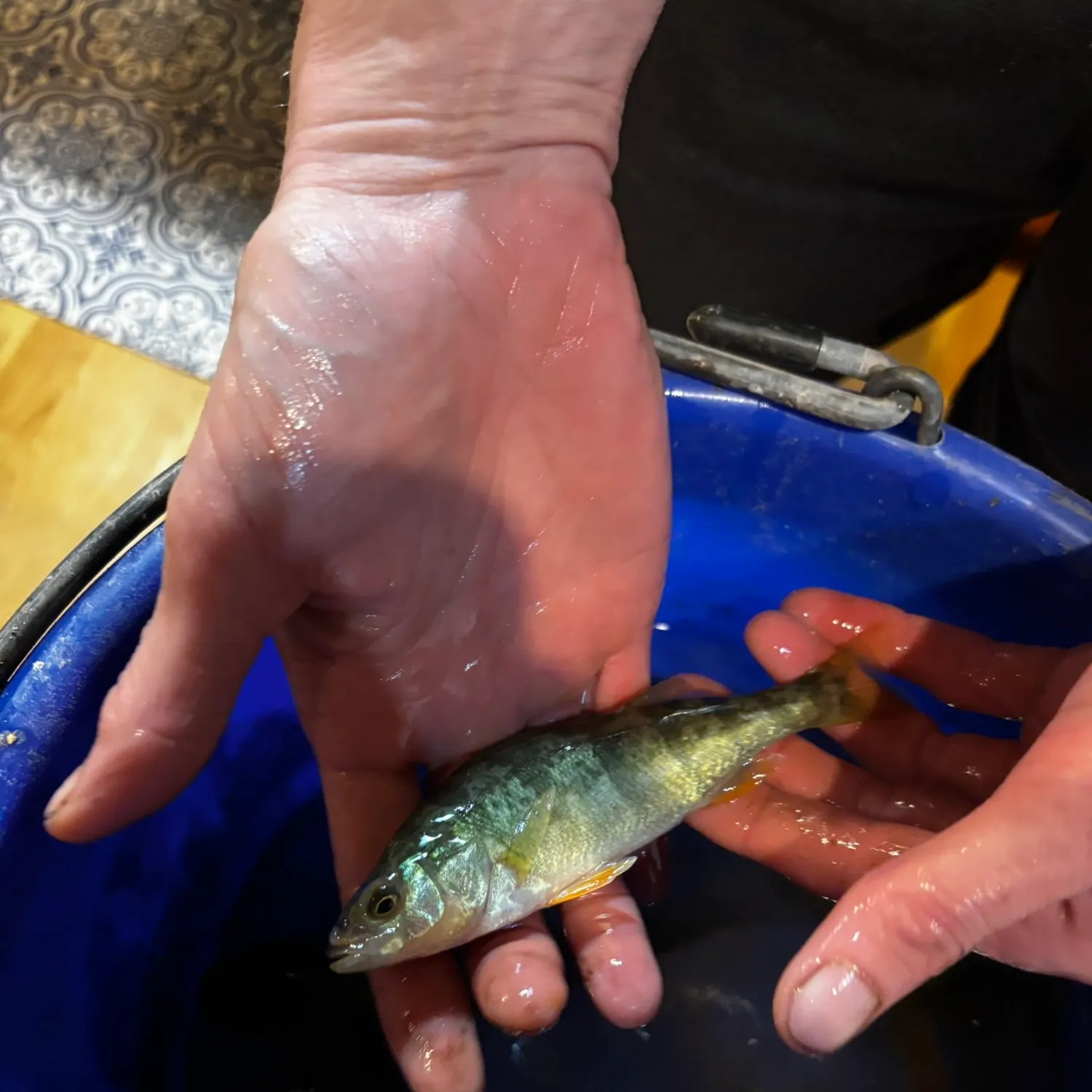 Yellow perch caught on Fishbrain