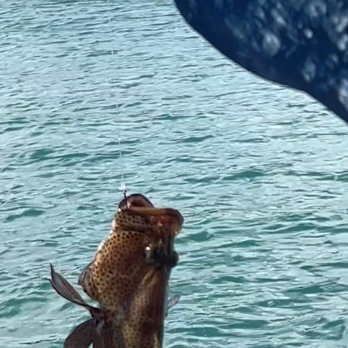 The most recent Rock hind catches on Fishbrain