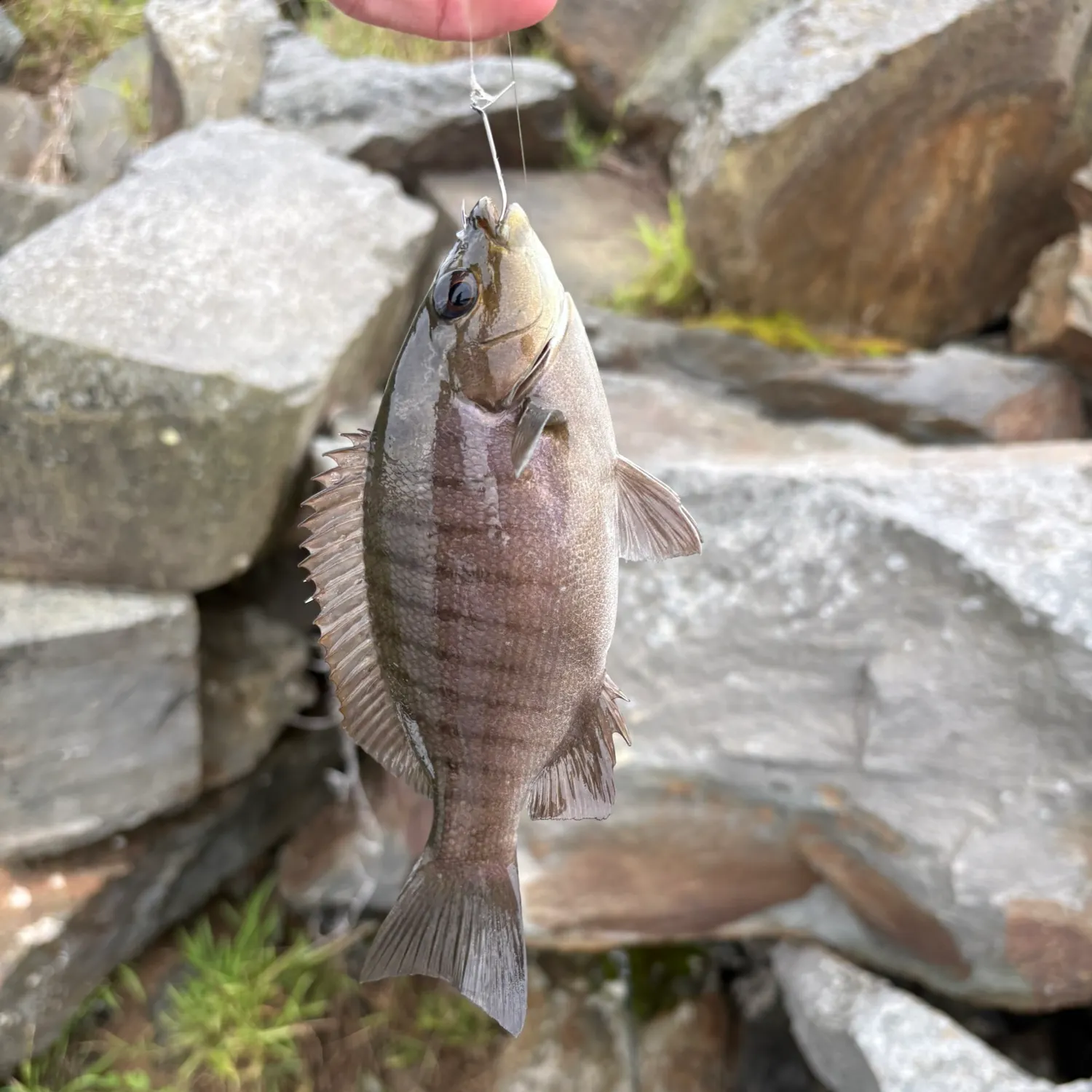 Luderick caught on Fishbrain