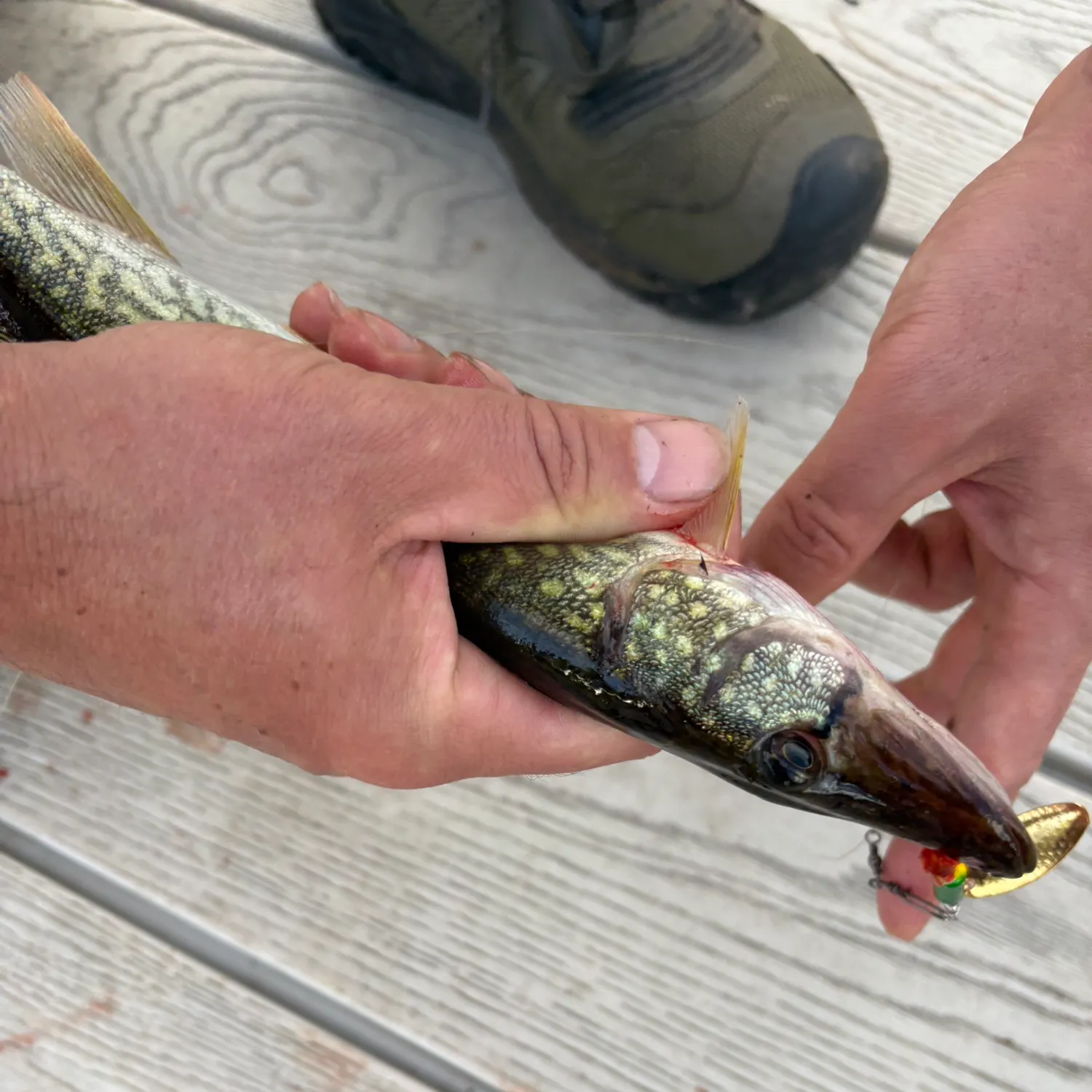 Chain pickerel caught on Fishbrain