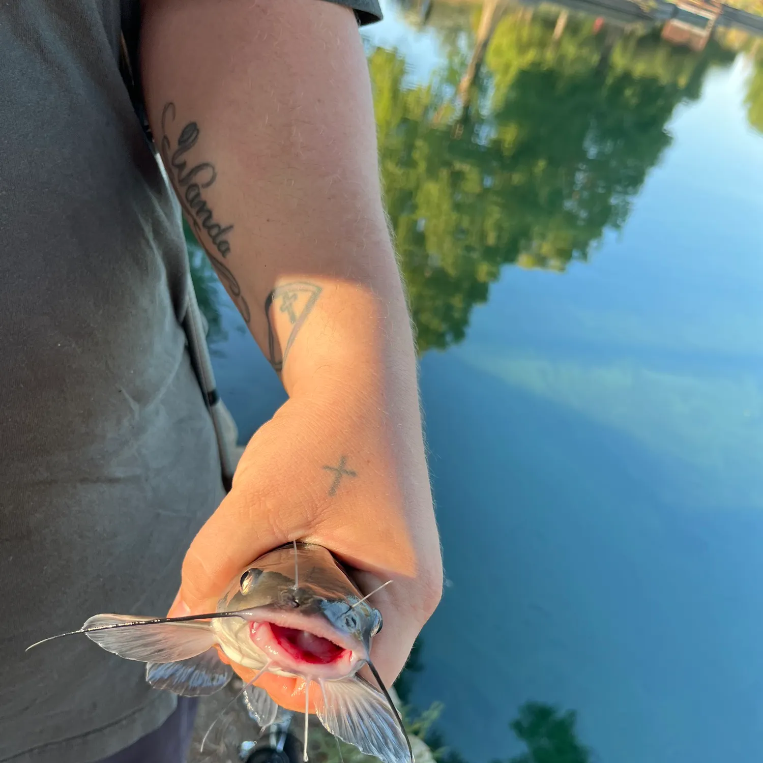 Channel catfish caught on Fishbrain