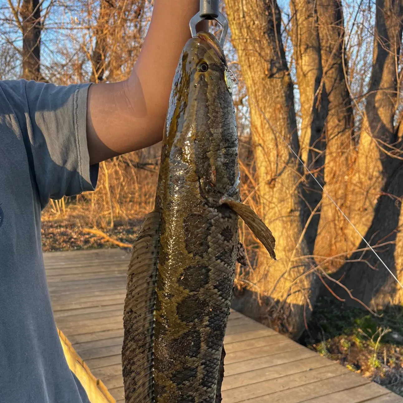 The most recent Northern snakehead catches on Fishbrain