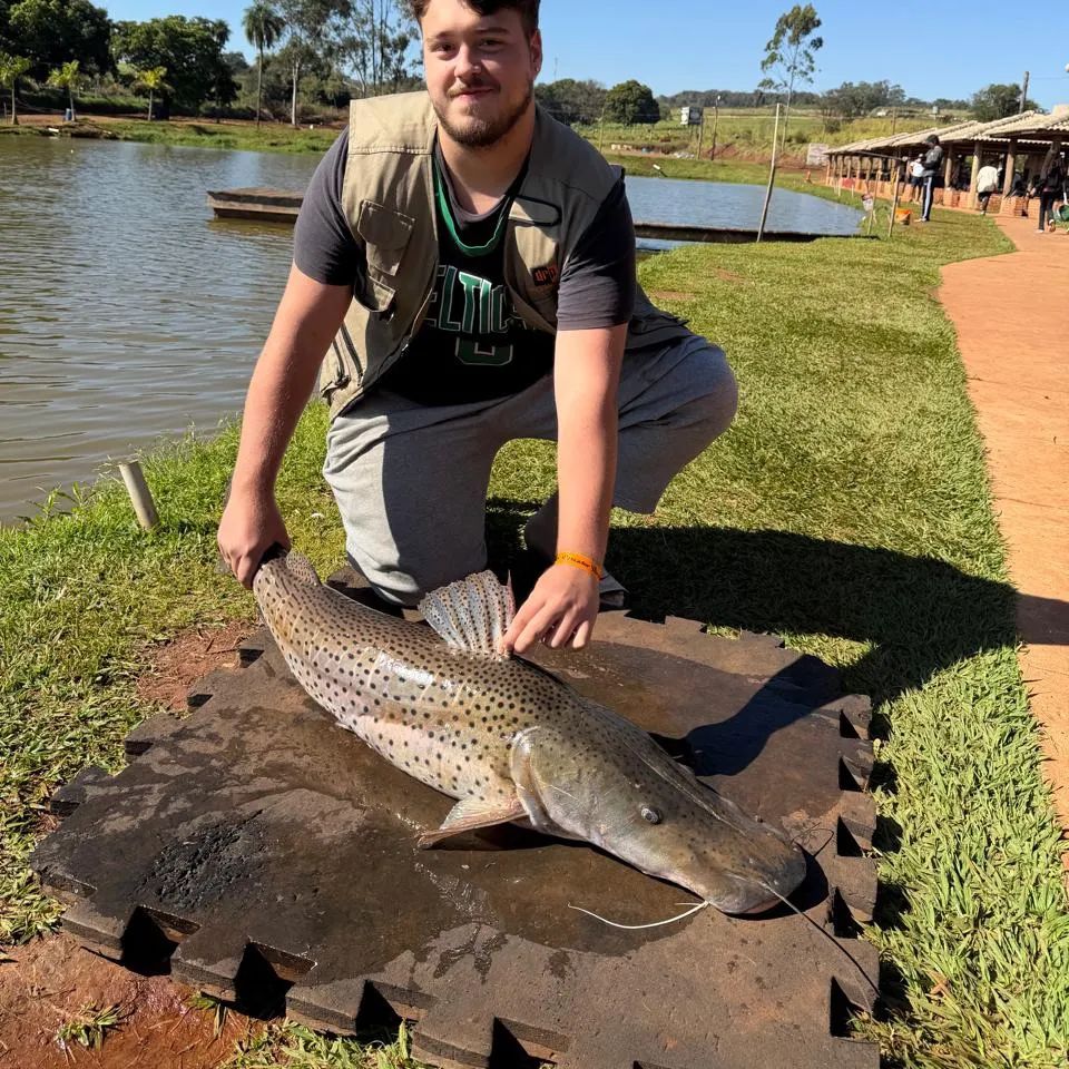 The most recent Spotted sorubim catches on Fishbrain