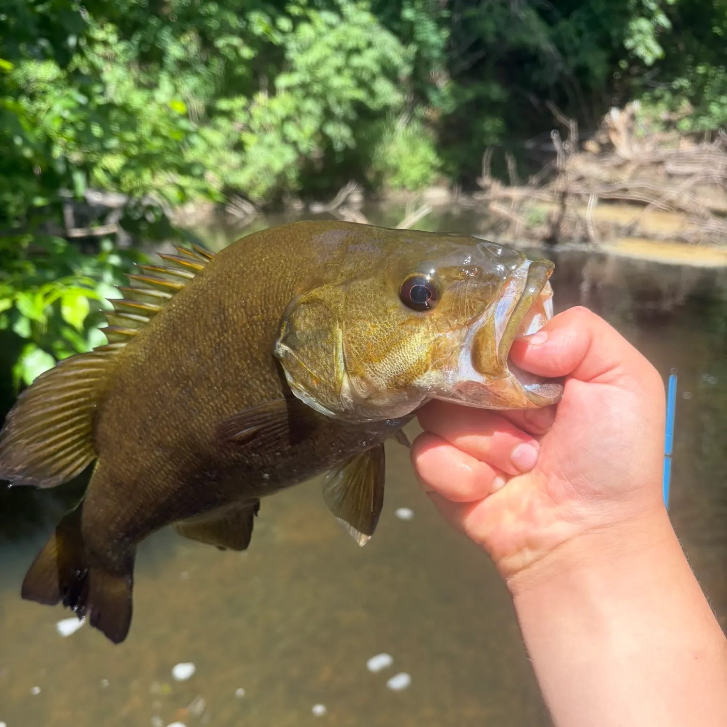 Smallmouth bass caught on Fishbrain