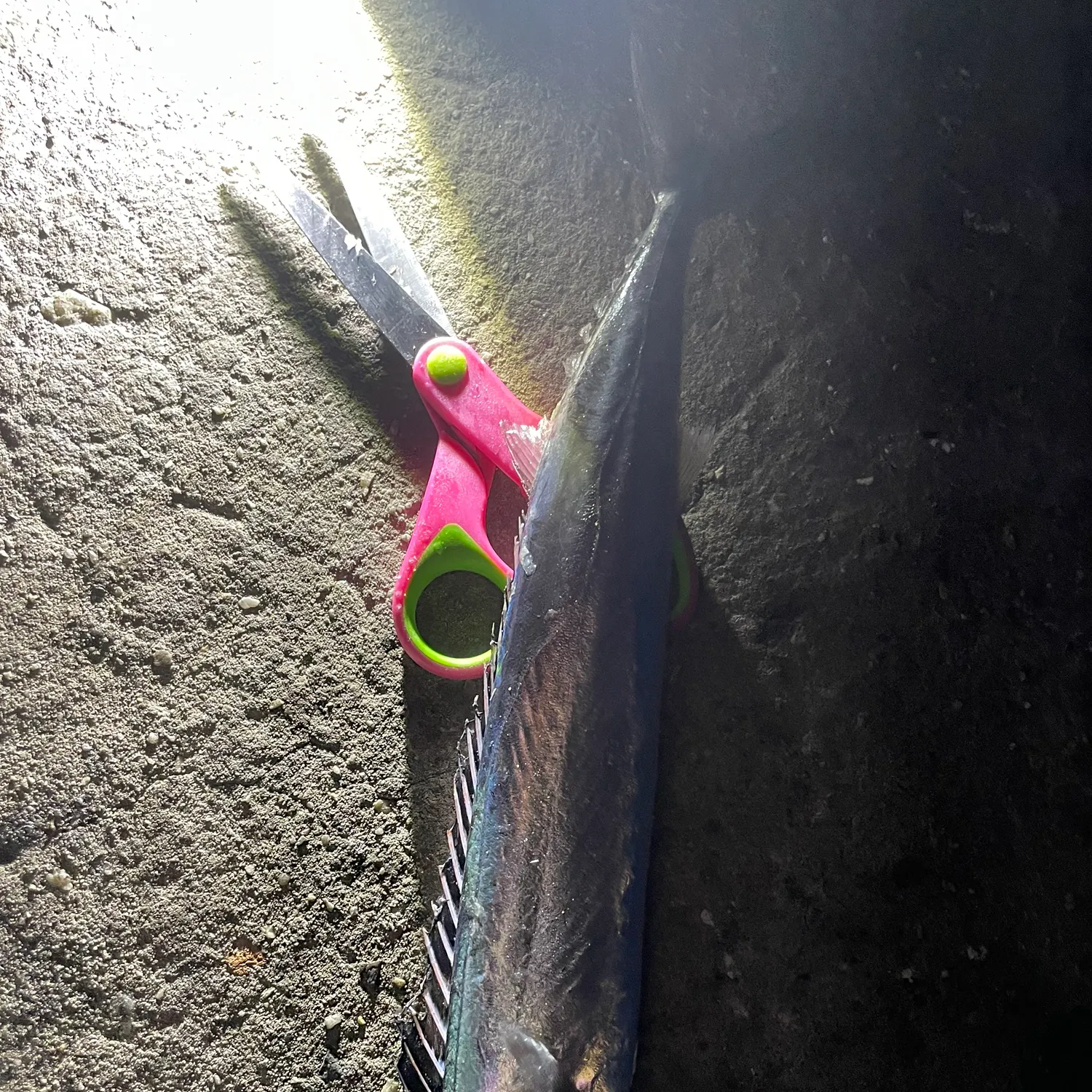 The most recent Snoek catches on Fishbrain