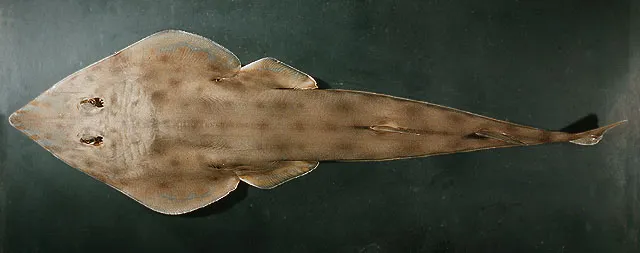 Brown guitarfish
